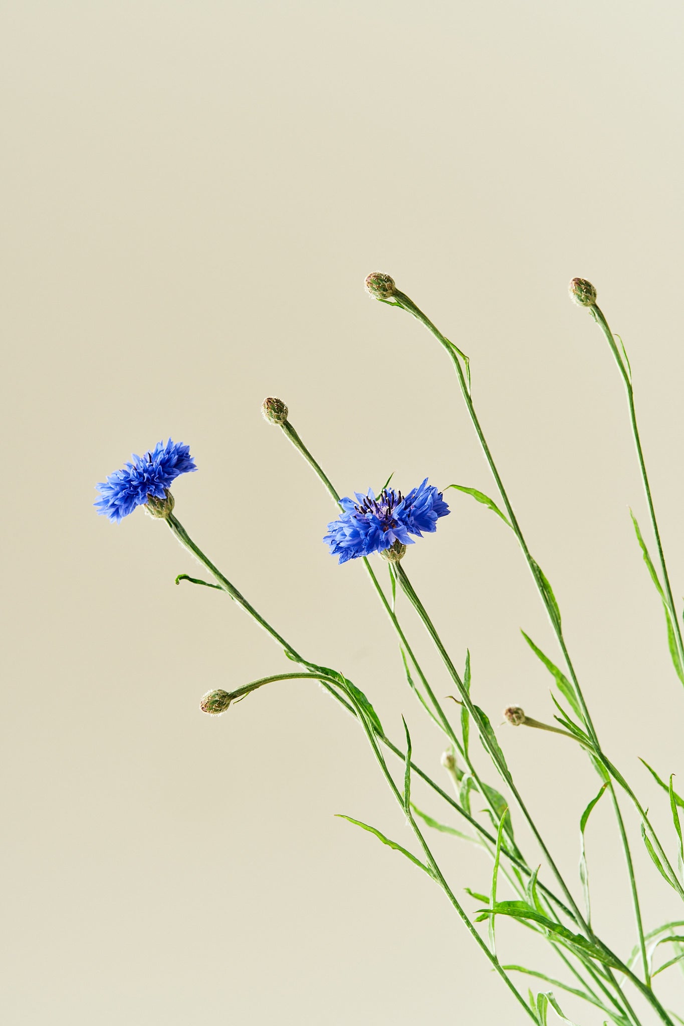 Kornblomst 'Blue Boy'