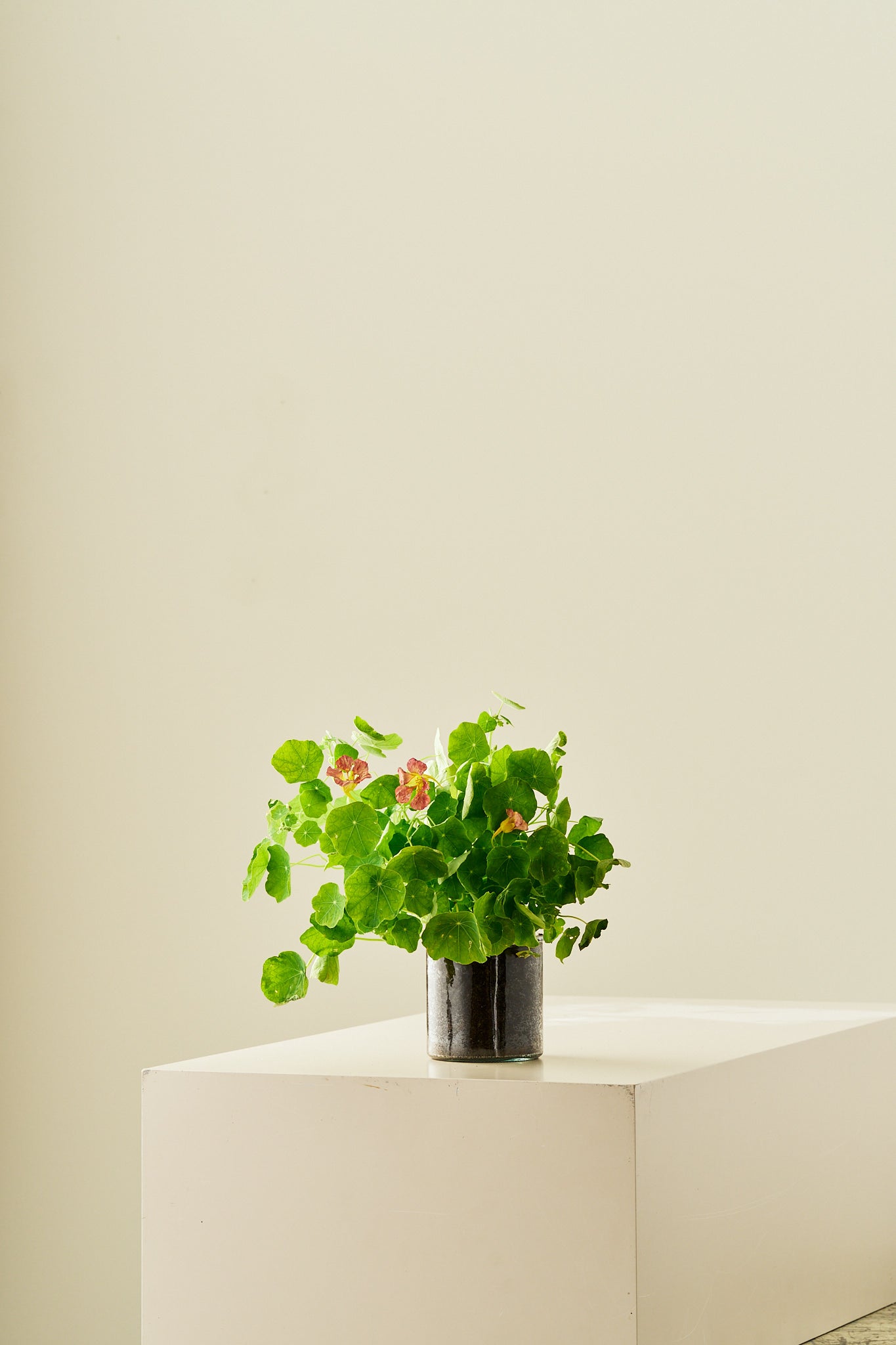 Blomsterkarse ‘Purple Emperor’