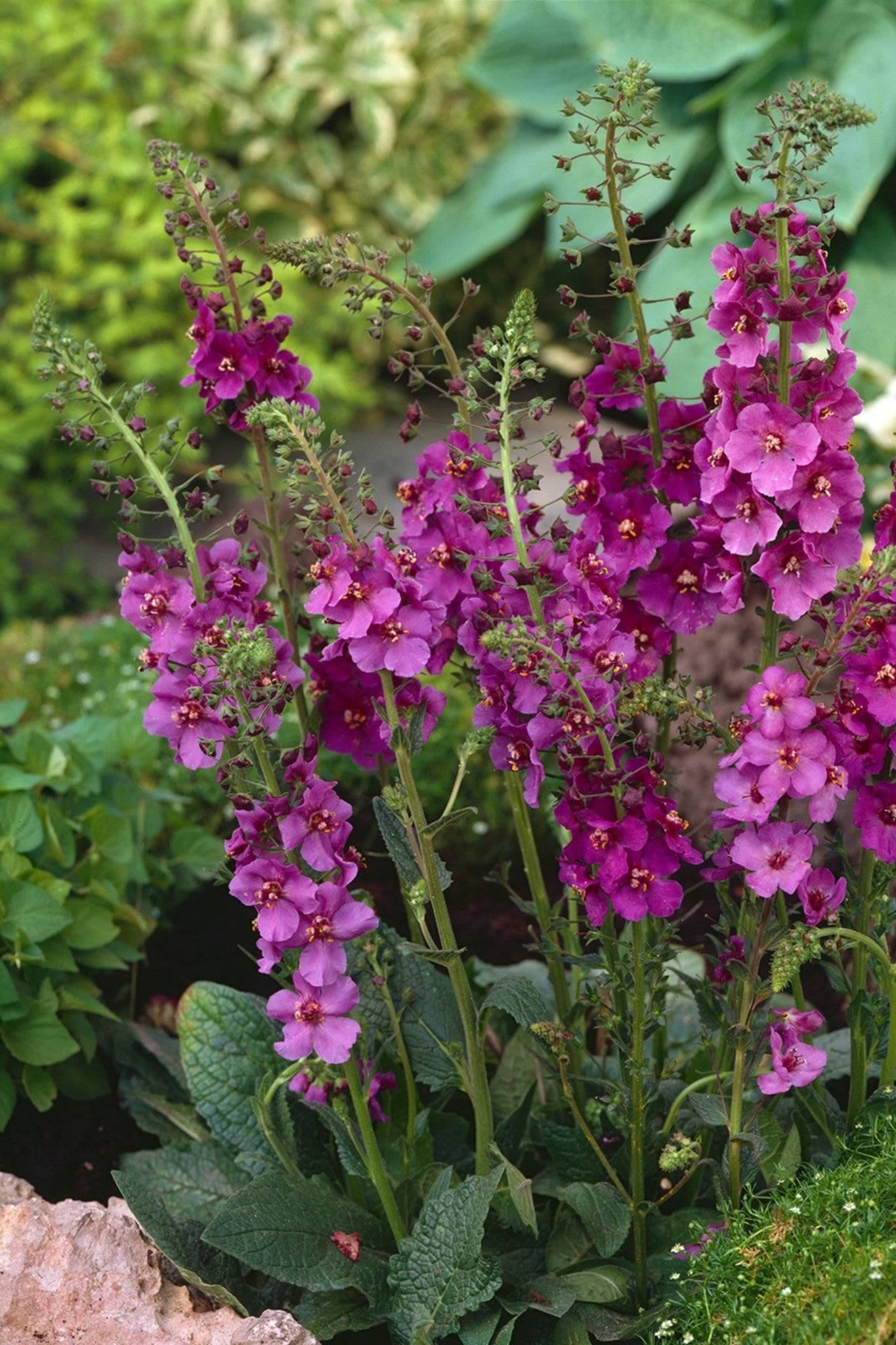 Kongelys 'Wild Form'