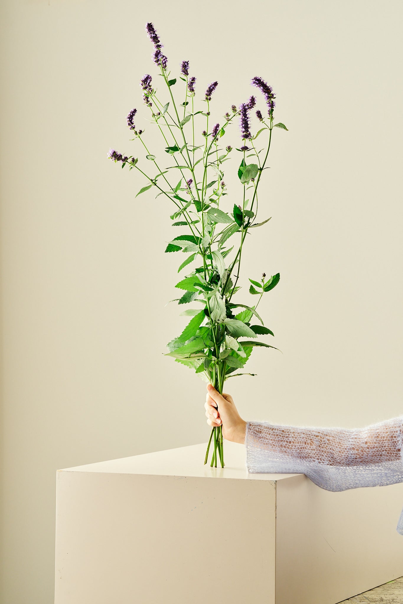 Anisisop 'Korean Mint'