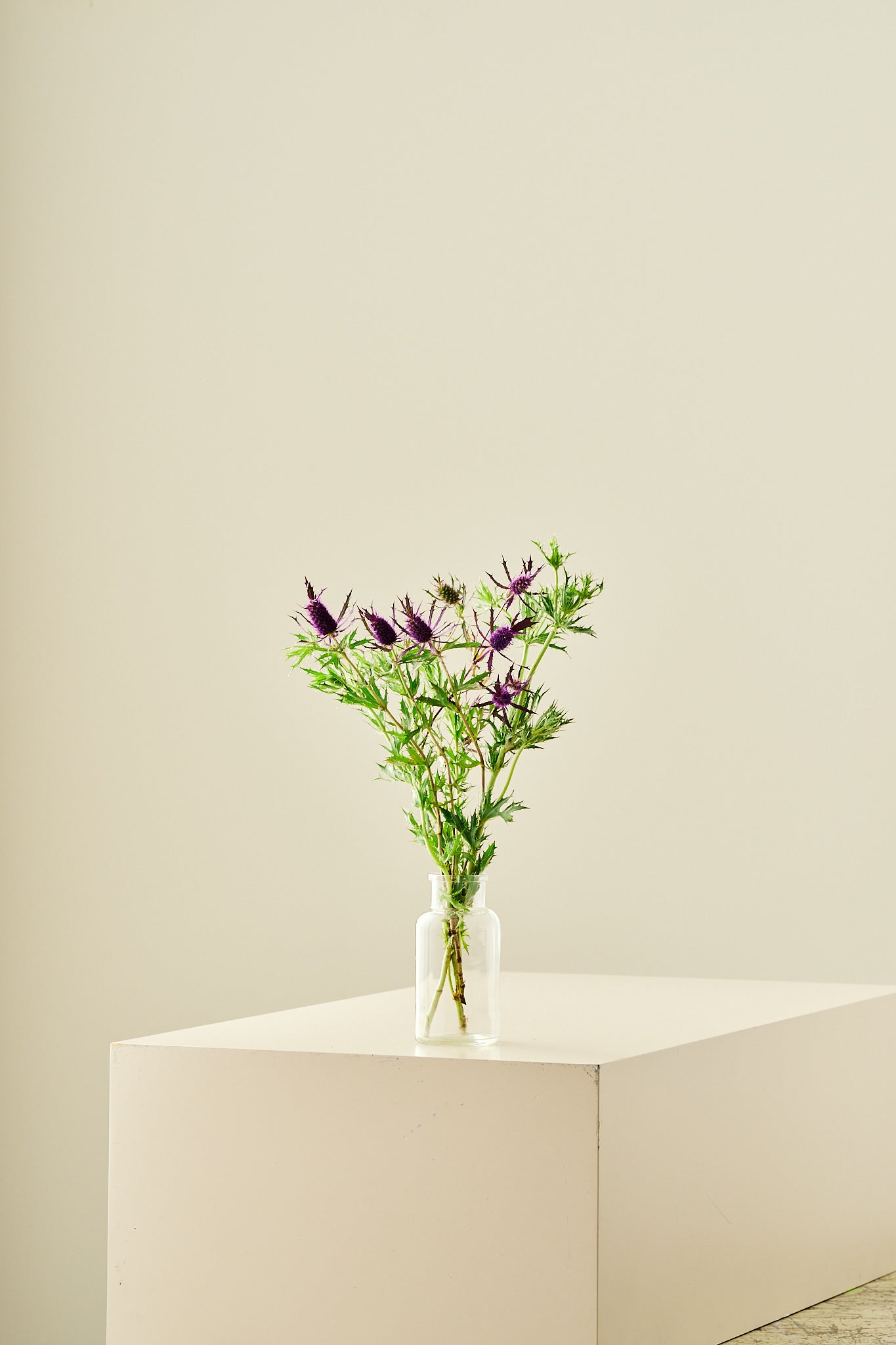 Mandstro ‘Purple Sheen’