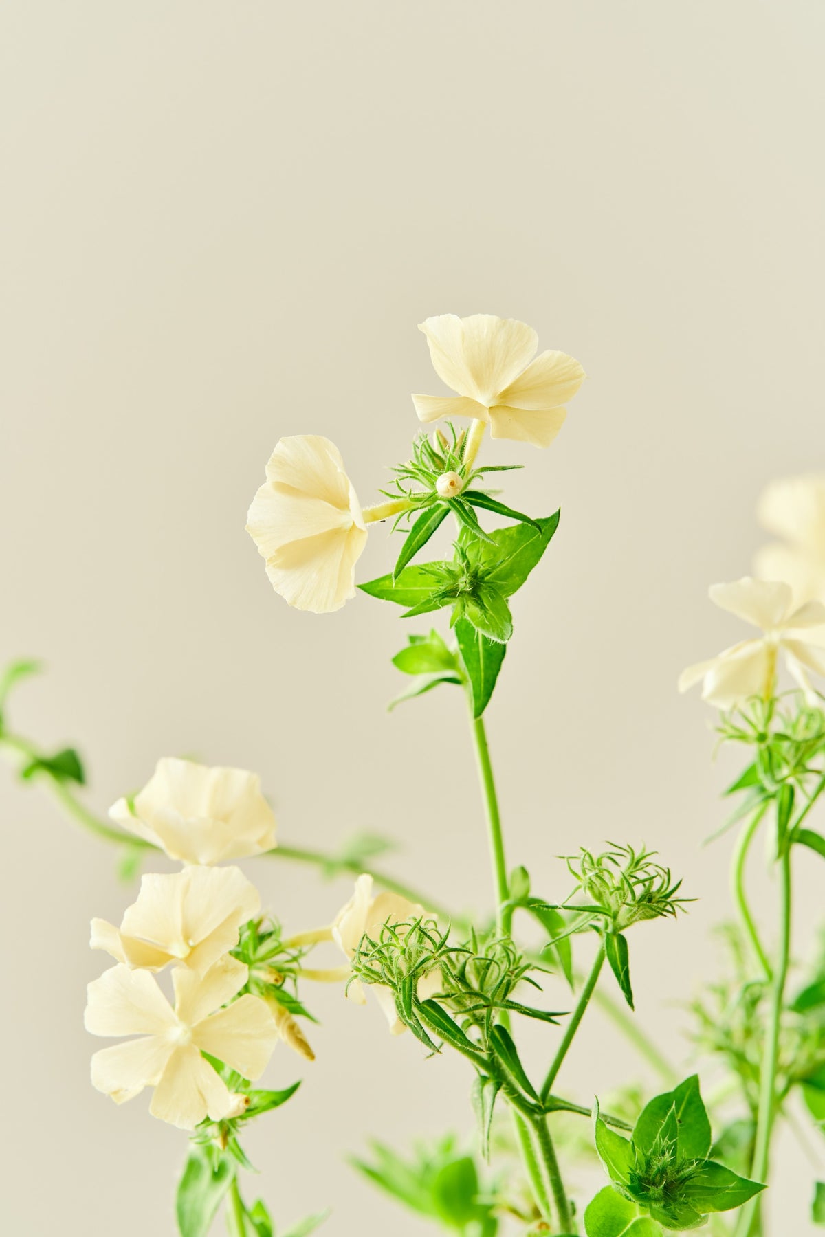 Sommerfloks 'Isabellina' - frø