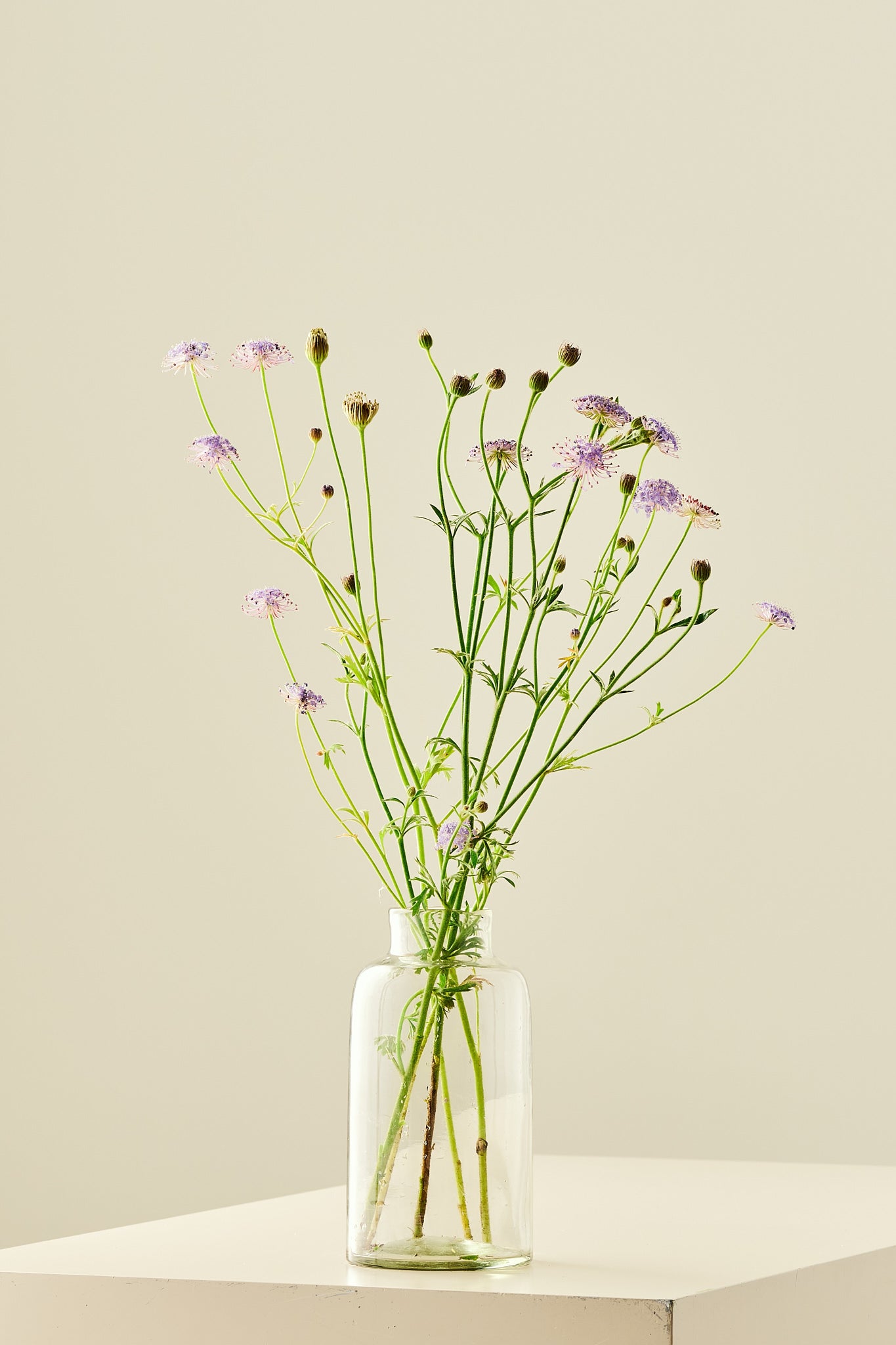 Kniplingsblomst ’Lace Blue’