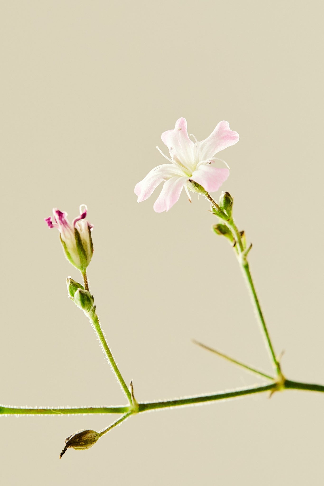 Brudeslør ‘Pacifica’