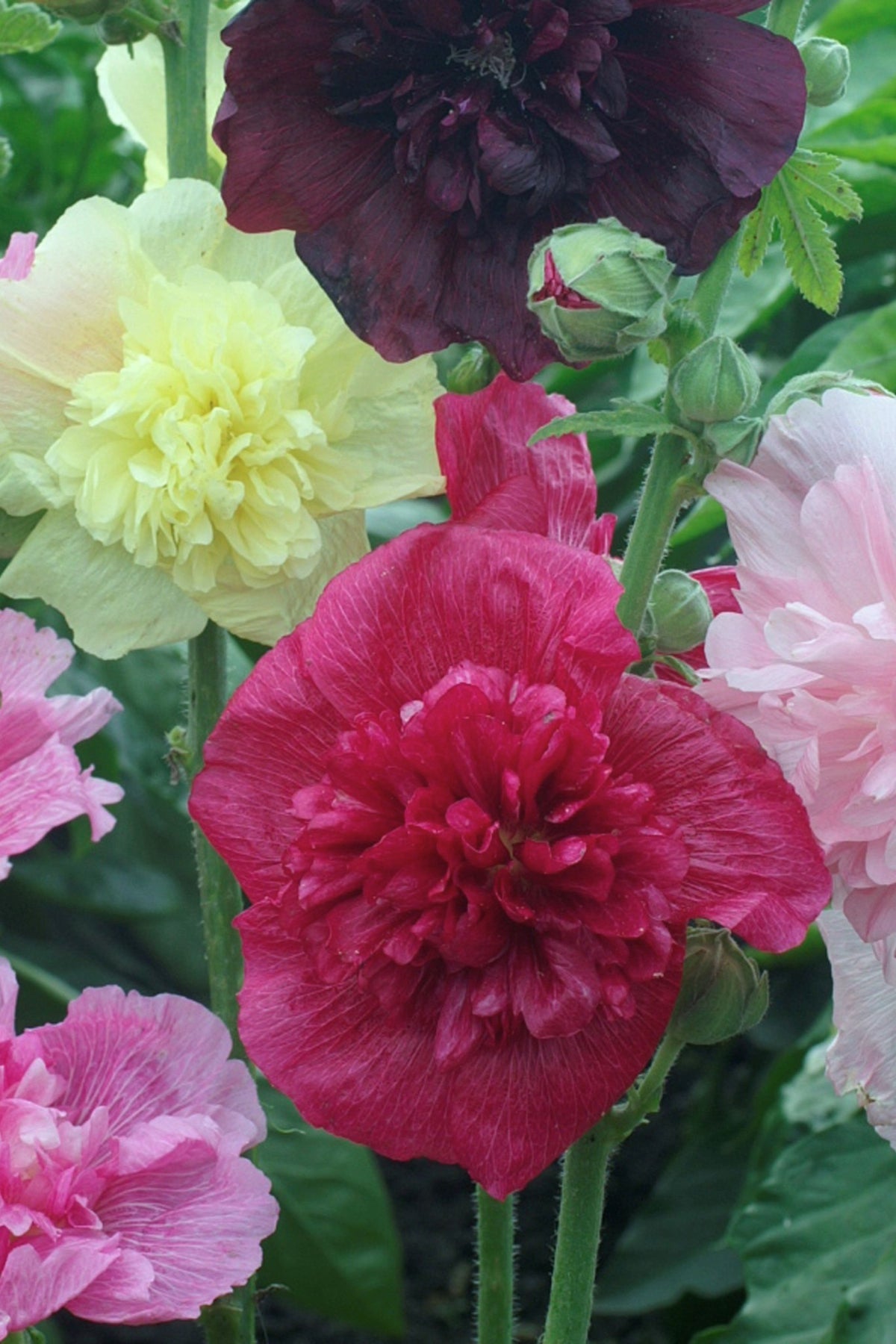 Stokrose 'Majorette Mixed' - frø