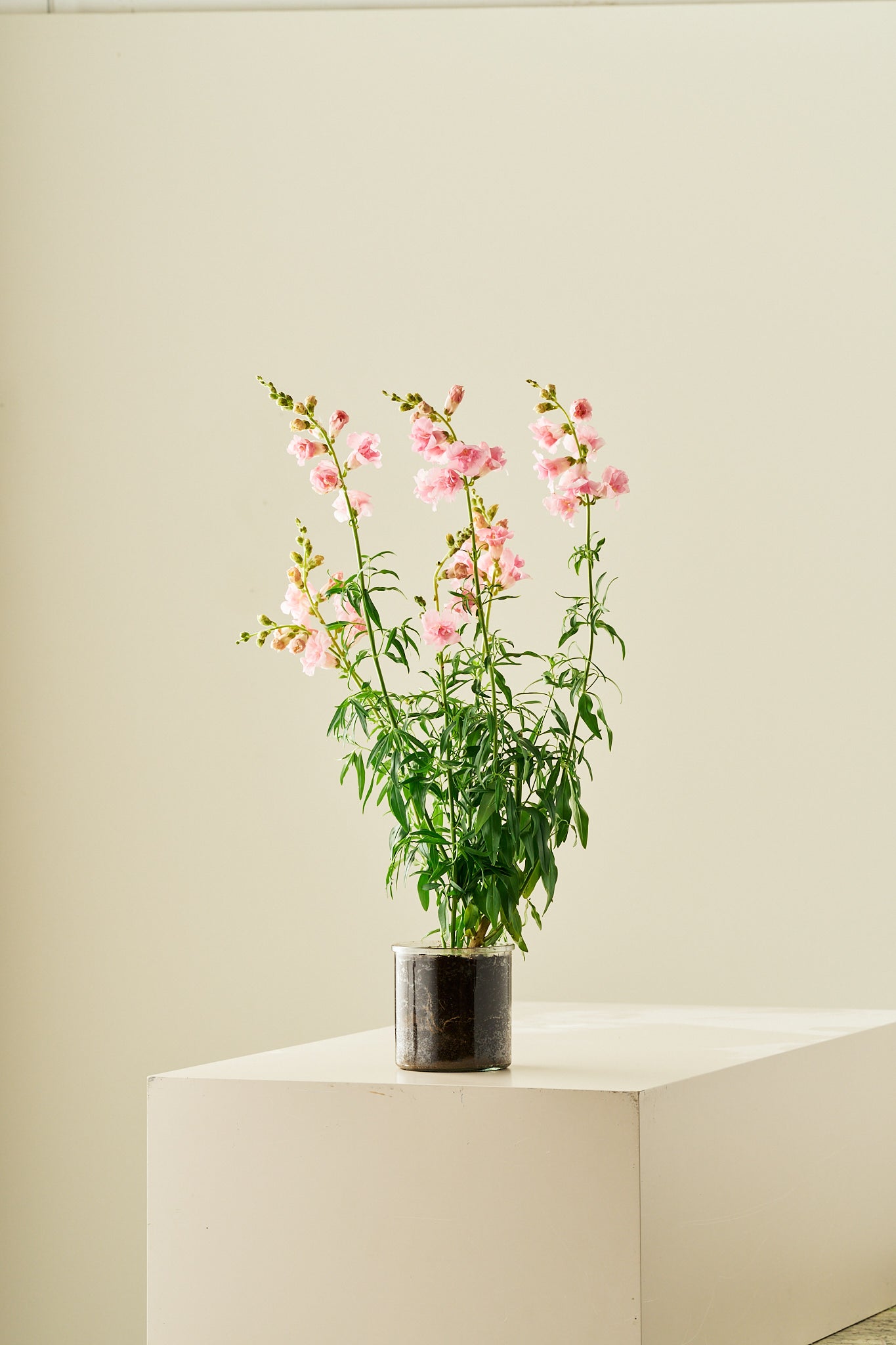 Løvemund ‘Snapstar Pink’