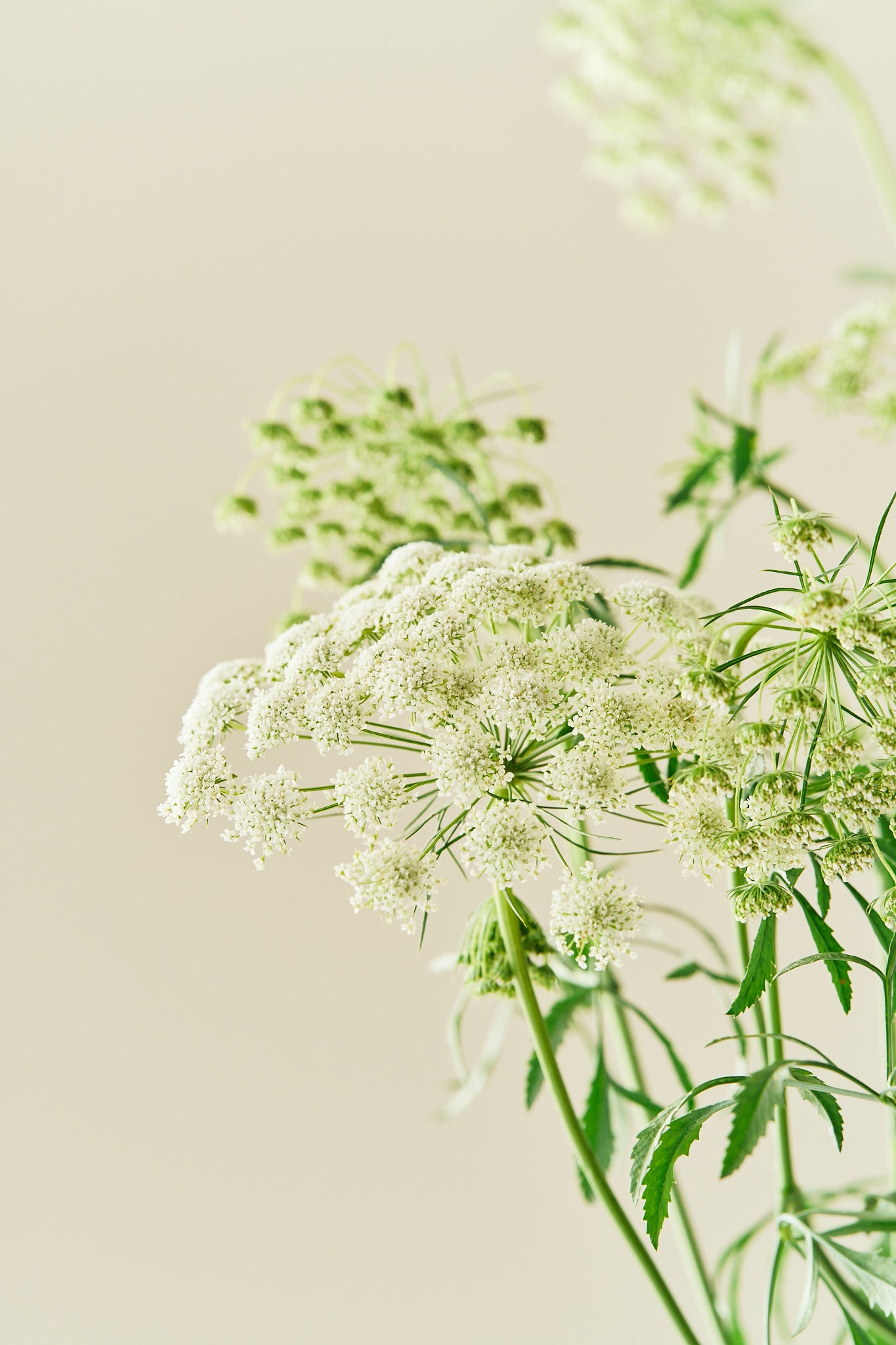 Kongeskærm 'Queen of Africa'