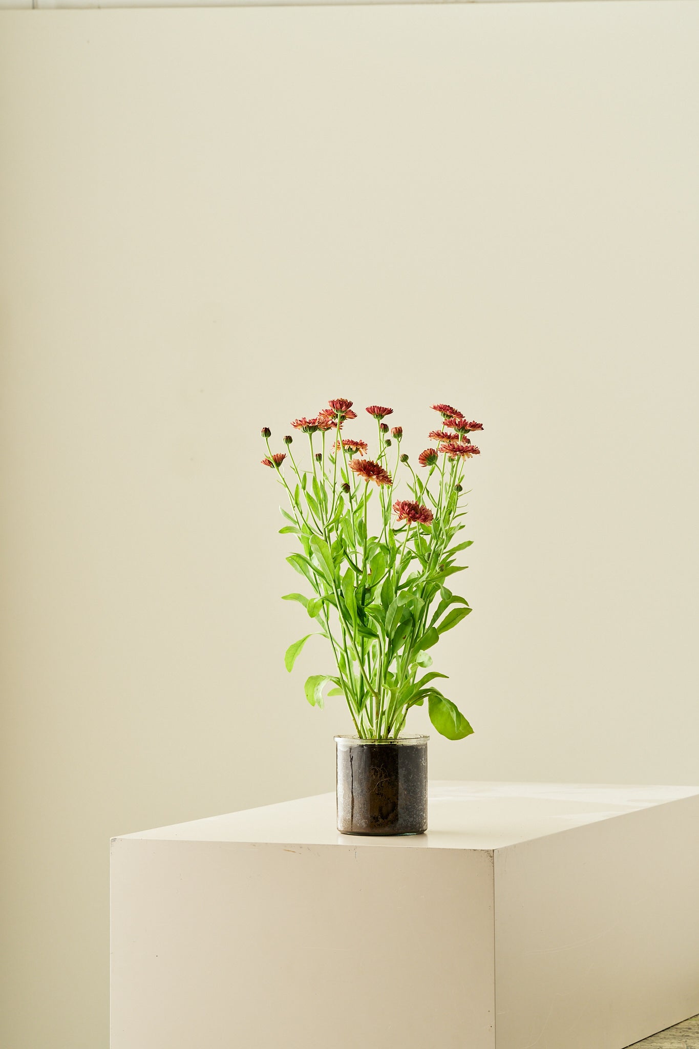 Morgenfrue 'Orange Flash'