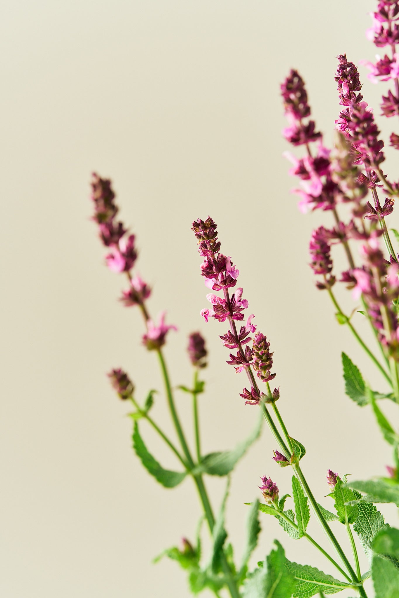 Staudesalvie ‘Rose Queen’