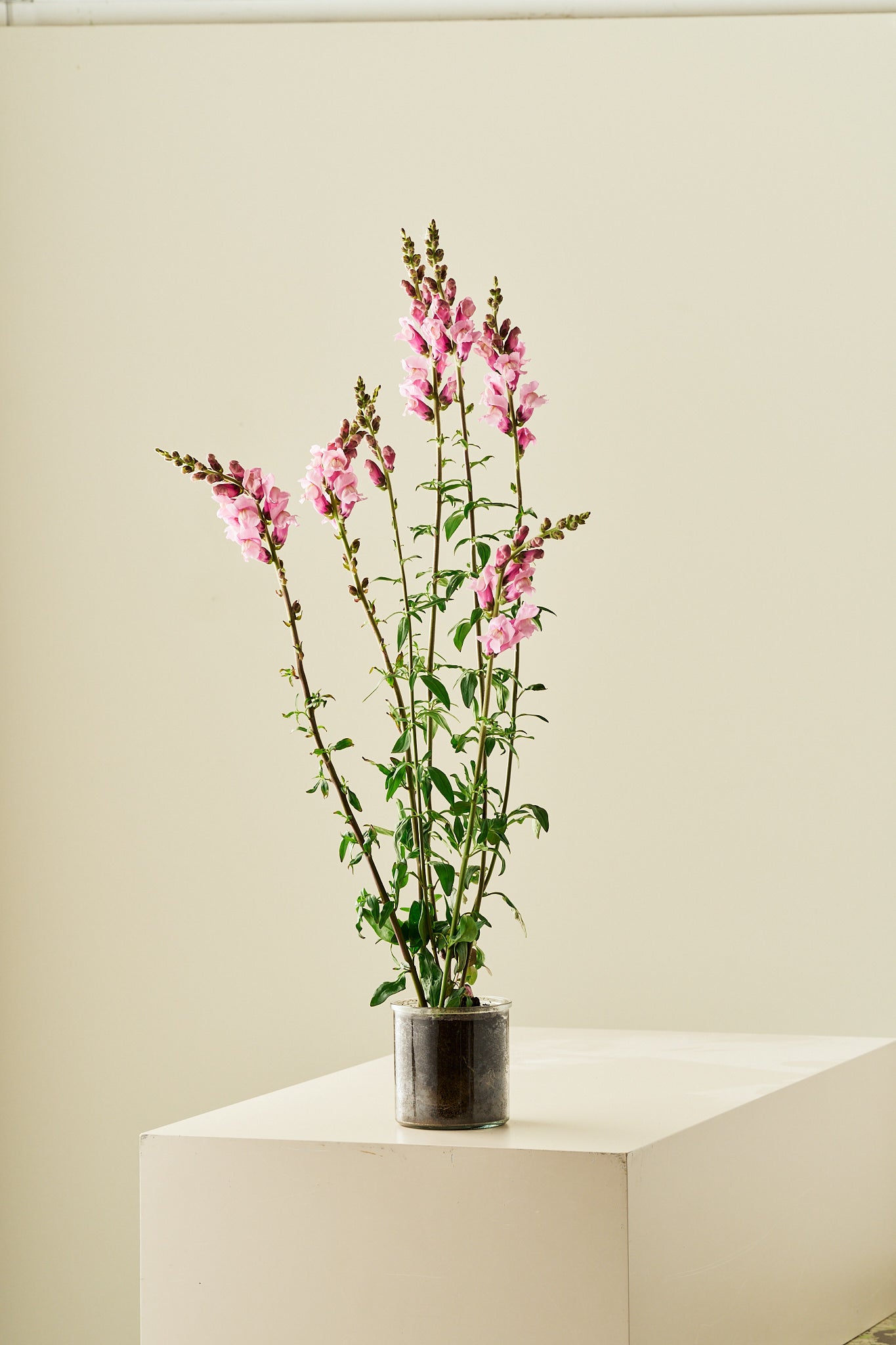 Løvemund 'Potomac Lavender'