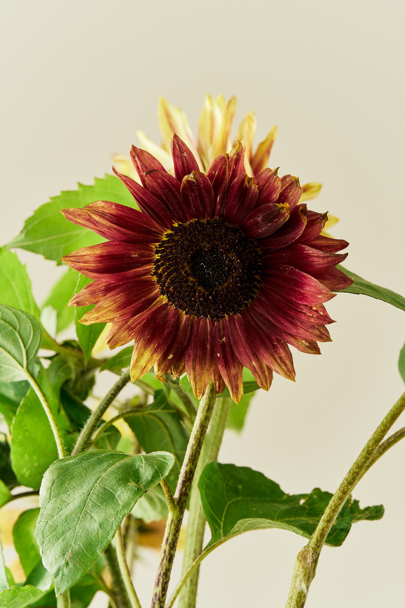 Solsikke ‘Summer Lovin’