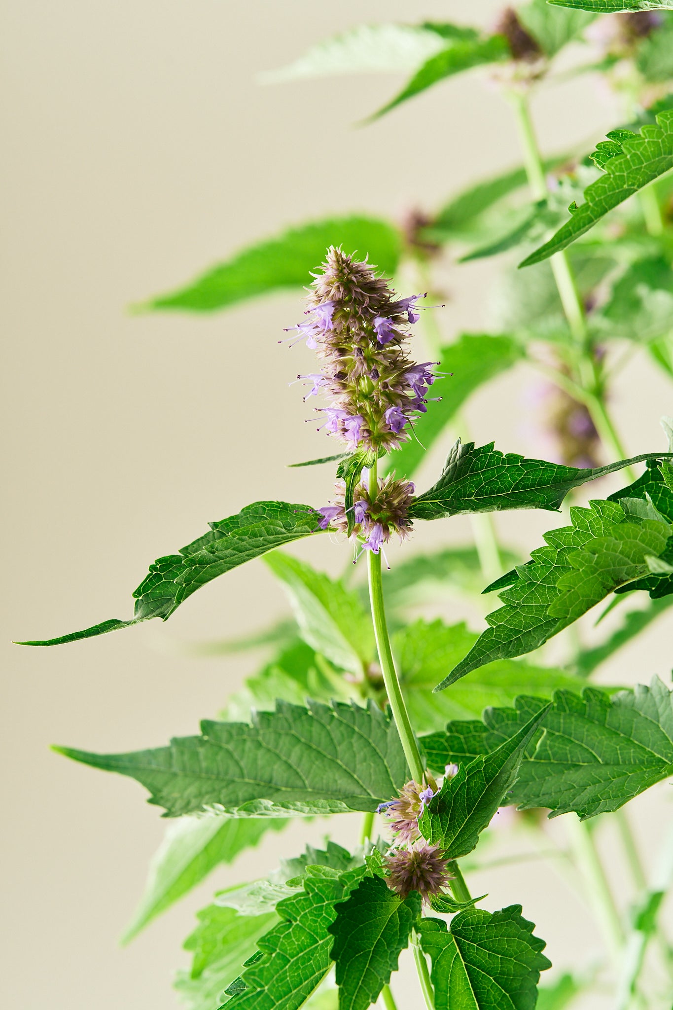 Anisisop 'Liquorice Blue'