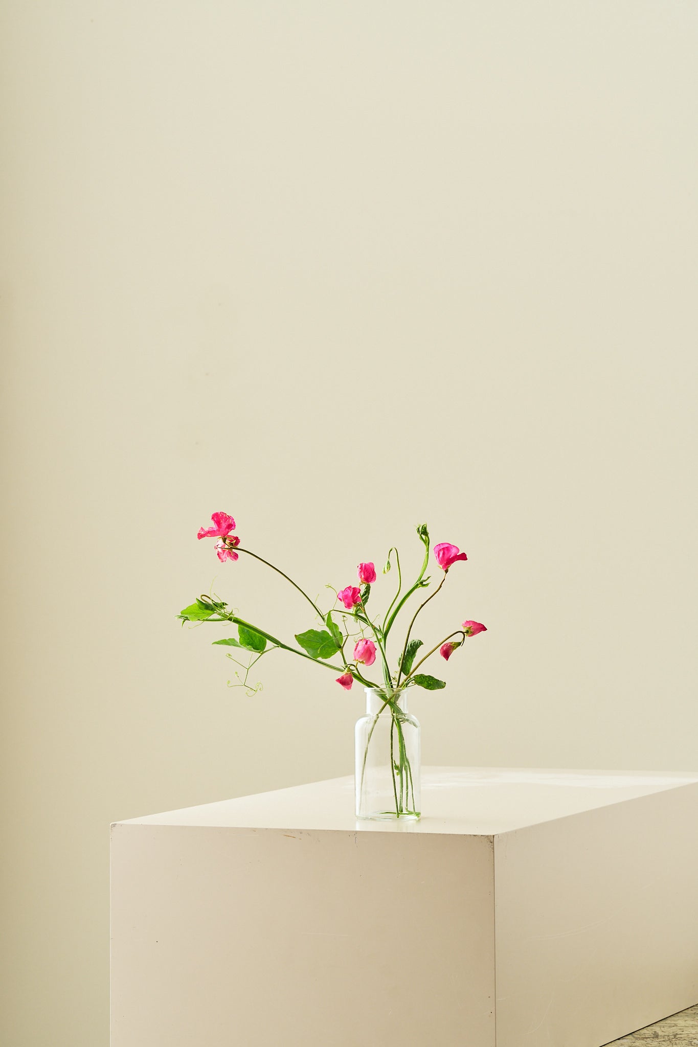 Ærteblomst 'Spring Sunshine Cerise' - frø - 1-årige sommerblomster - til din skærehave her vist på billede 7 fra Frk. Grønt
