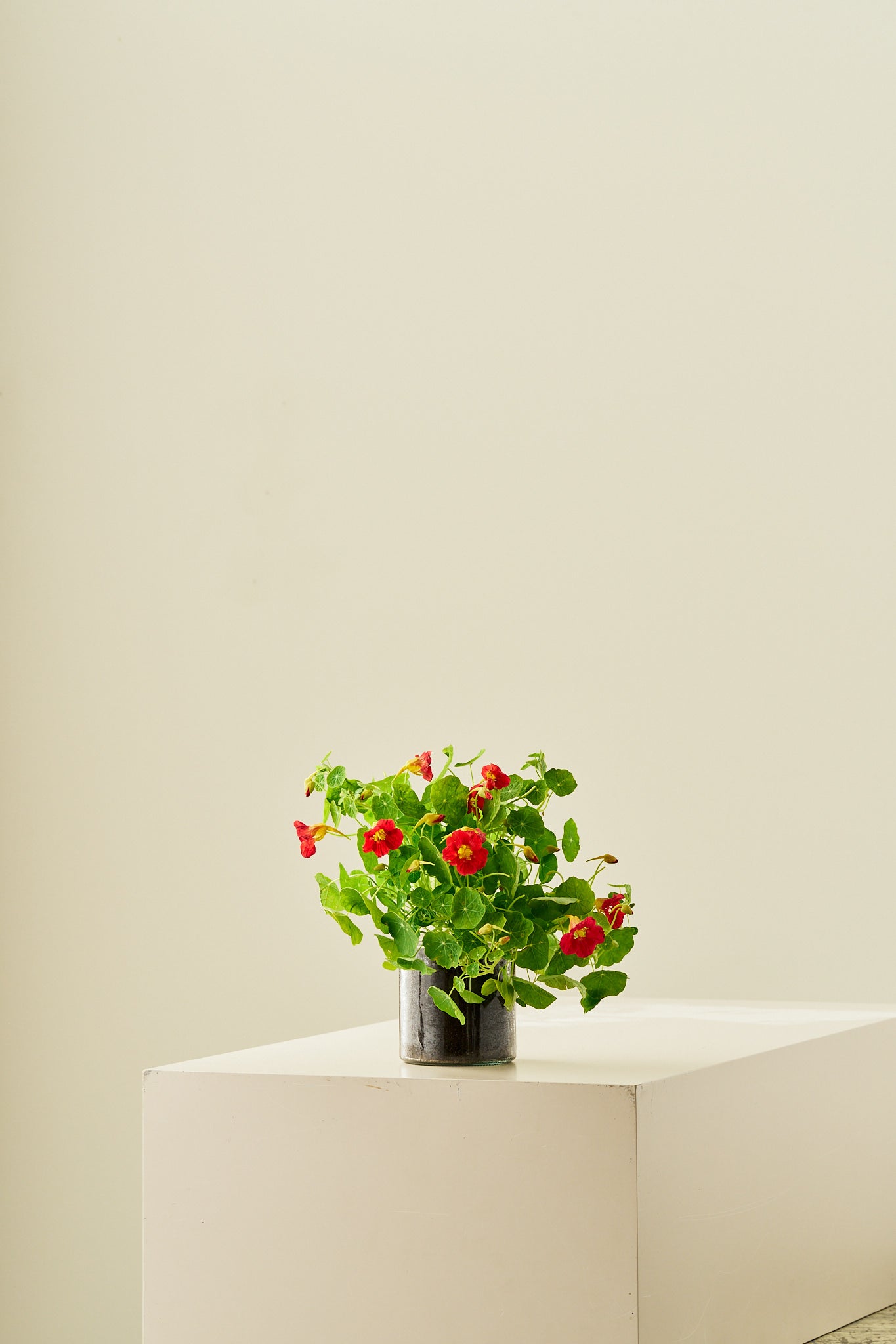 Blomsterkarse 'Cherry Rose' - frø - 1-årige sommerblomster - til din skærehave her vist på billede 11 fra Frk. Grønt