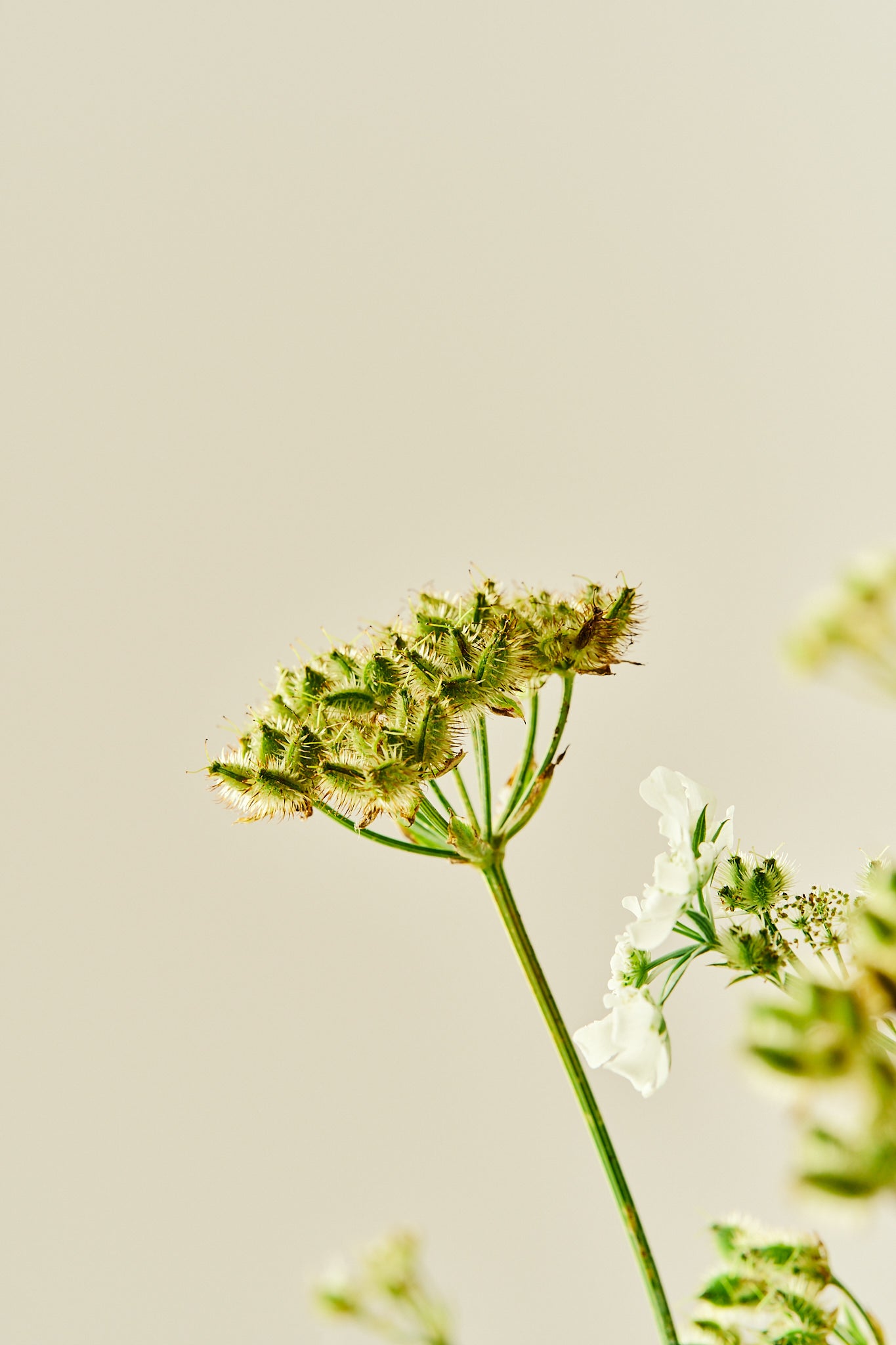 Blomsterkørvel 'White Lace' - 1-årige sommerblomster - til din skærehave her vist på billede 12 fra Frk. Grønt