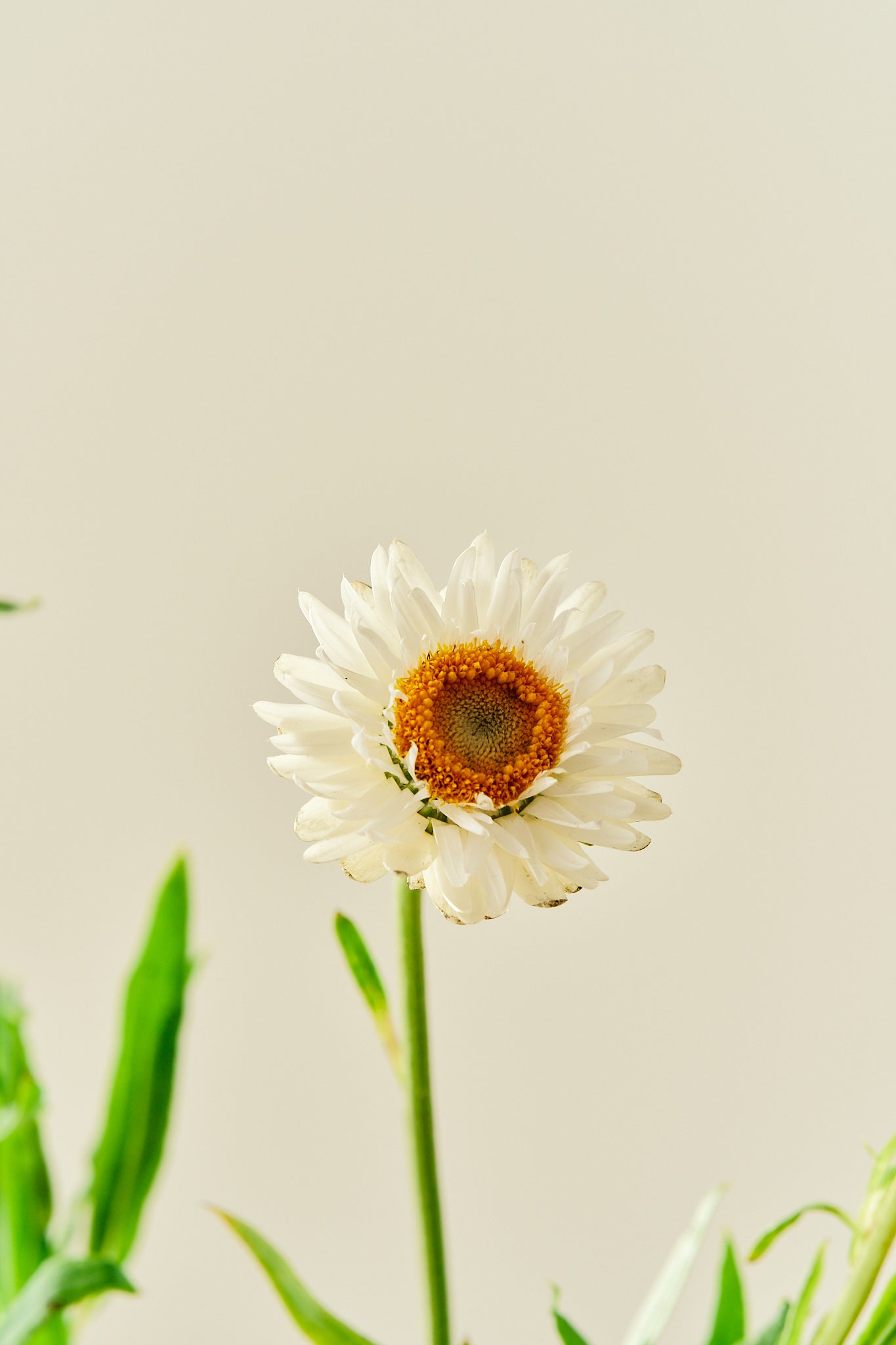 Evighedsblomst 'Silvery White' - frø - 1-årige sommerblomster - til din skærehave her vist på billede 7 fra Frk. Grønt