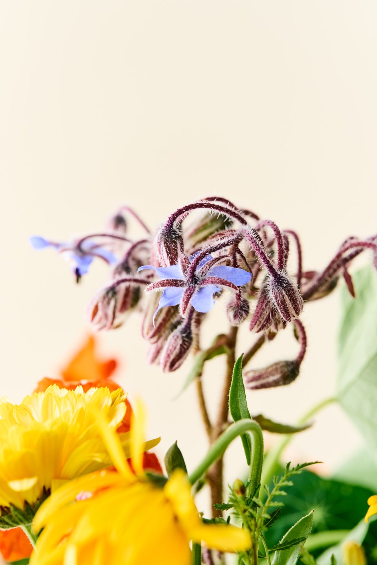 Wildflower 'Solskin' – blanding af spiselige blomster