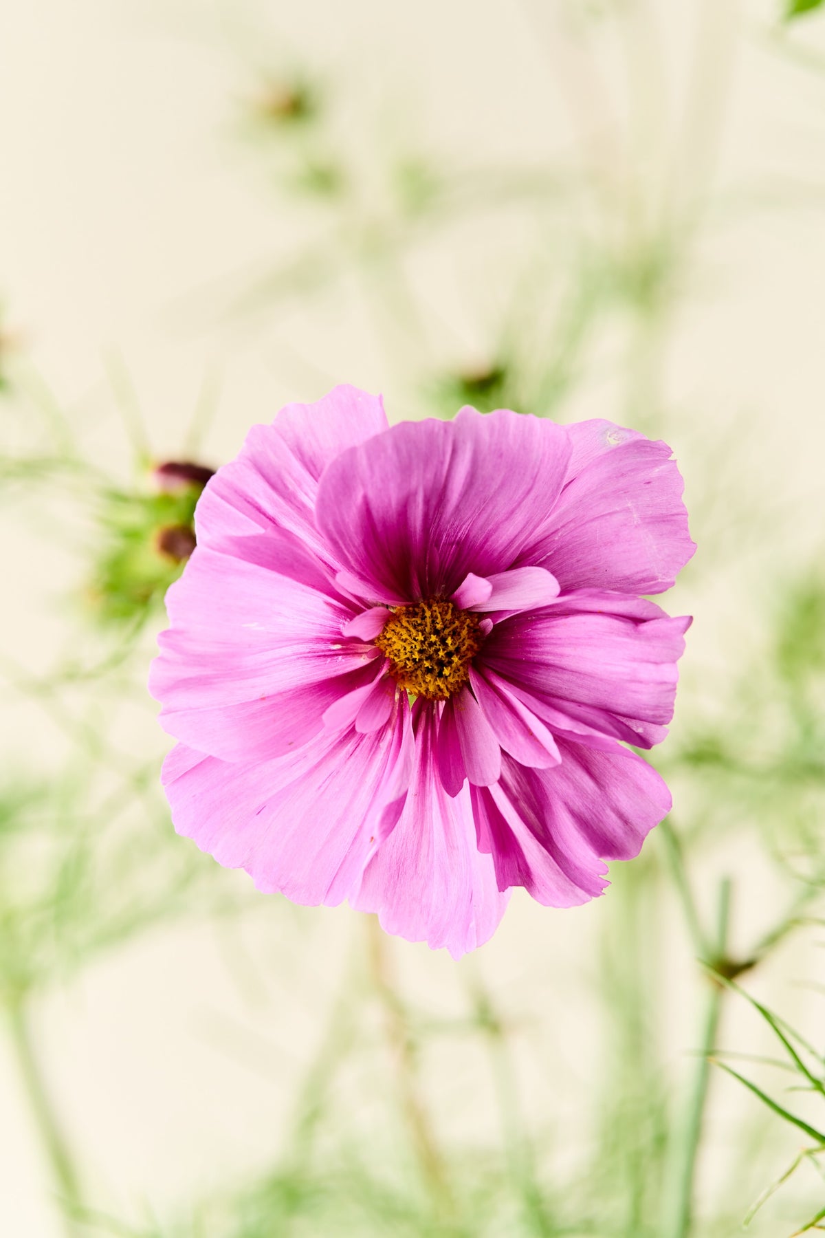 Stolt kavaler 'Fizzy Pink Dark Center' - frø