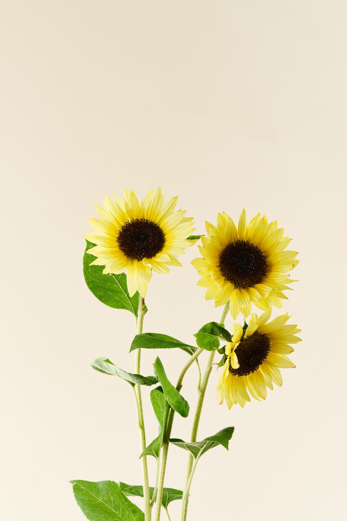 Solsikke 'Sunrich Limoncello Summer F1' - frø