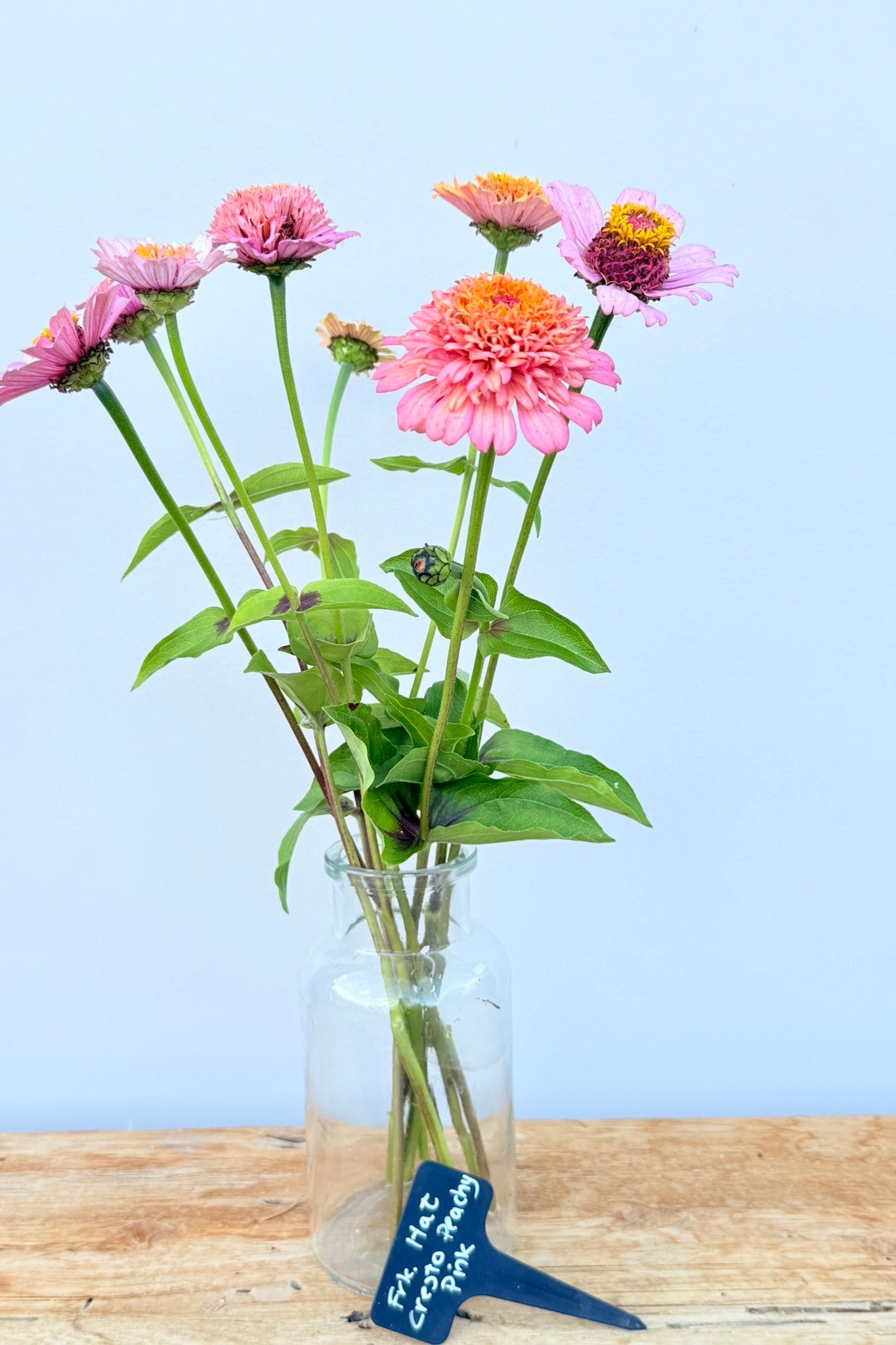 Frøkenhat 'Cresto! Peachy Pink' - frø - 1-årige sommerblomster - til din skærehave her vist på billede 11 fra Frk. Grønt