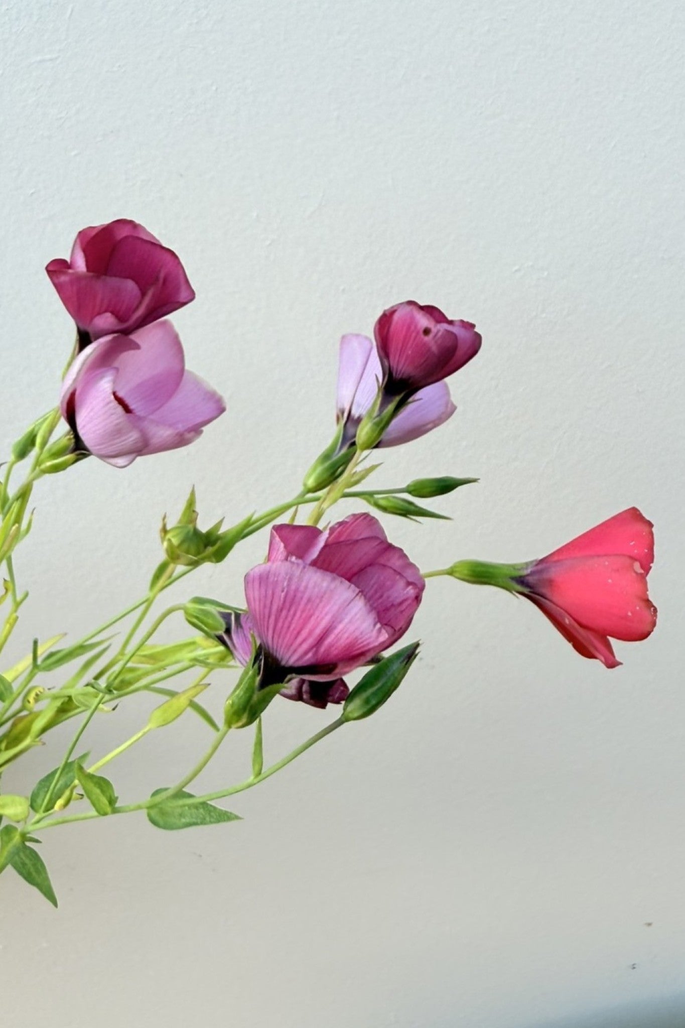 Hør 'Bright Eyes' - frø - 1-årige sommerblomster - til din skærehave her vist på billede 8 fra Frk. Grønt