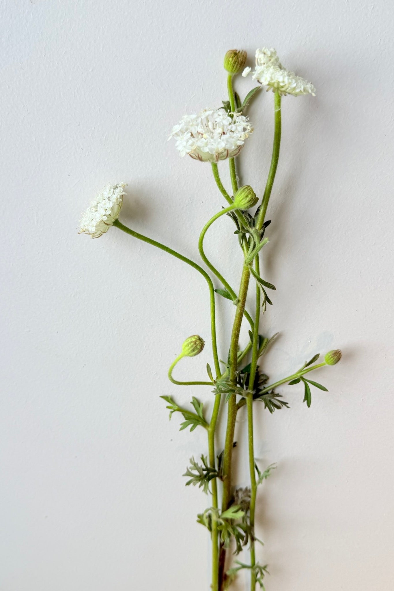 Kniplingsblomst 'Lace White'