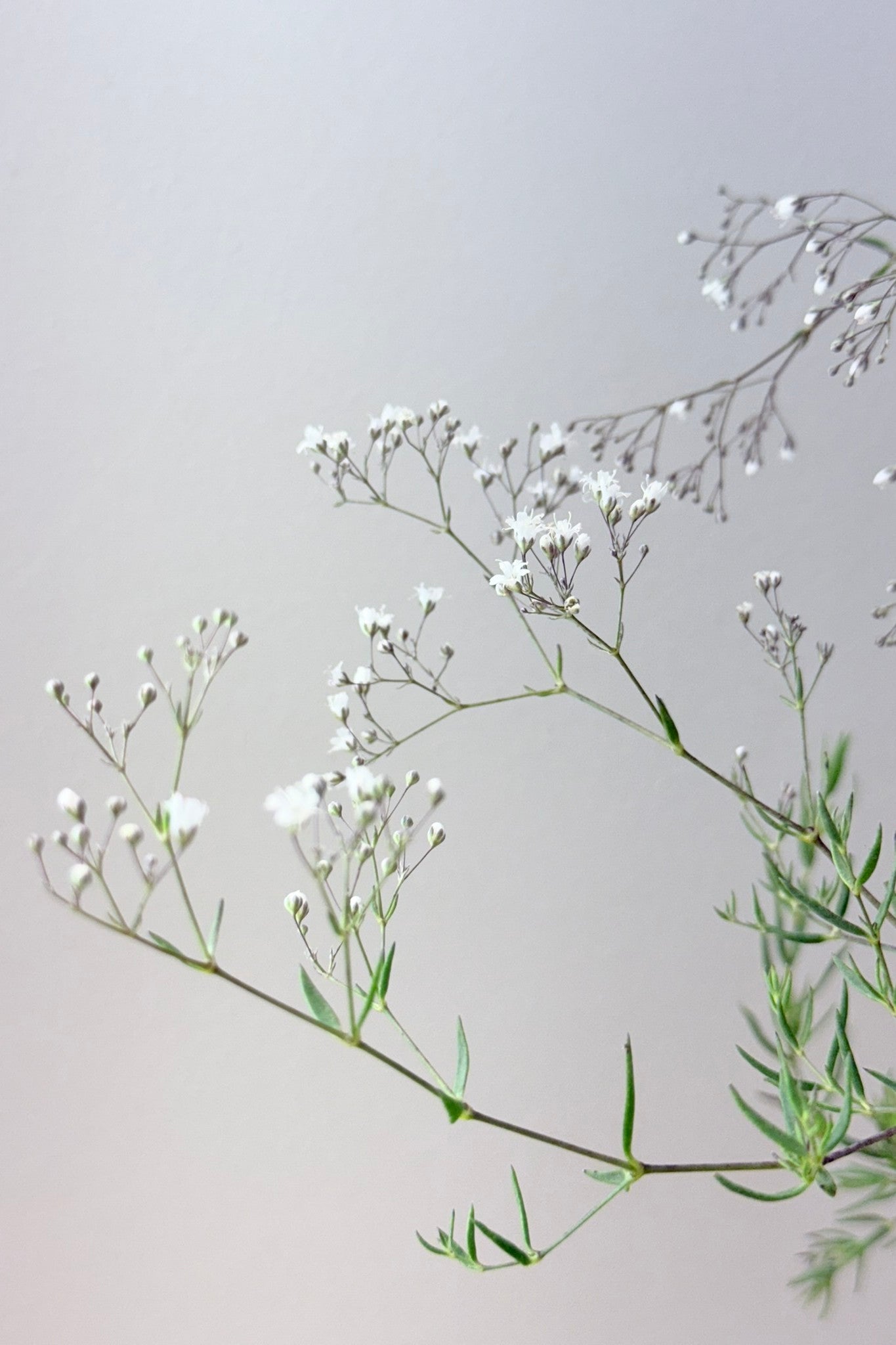 Brudeslør ‘Snowflake’