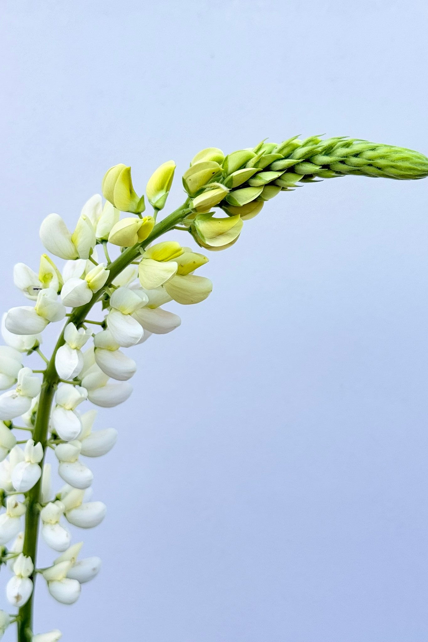 Lupin ‘Russel Noblemaiden’