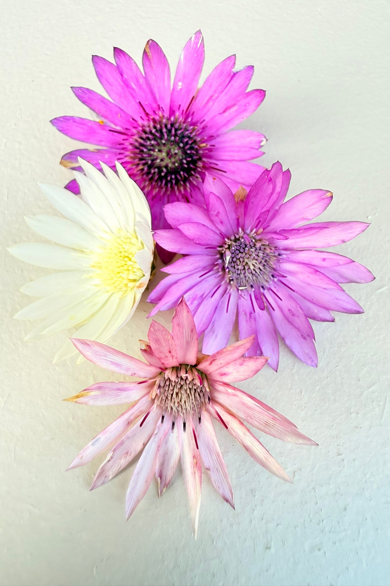 Papirblomst ‘Mixture’