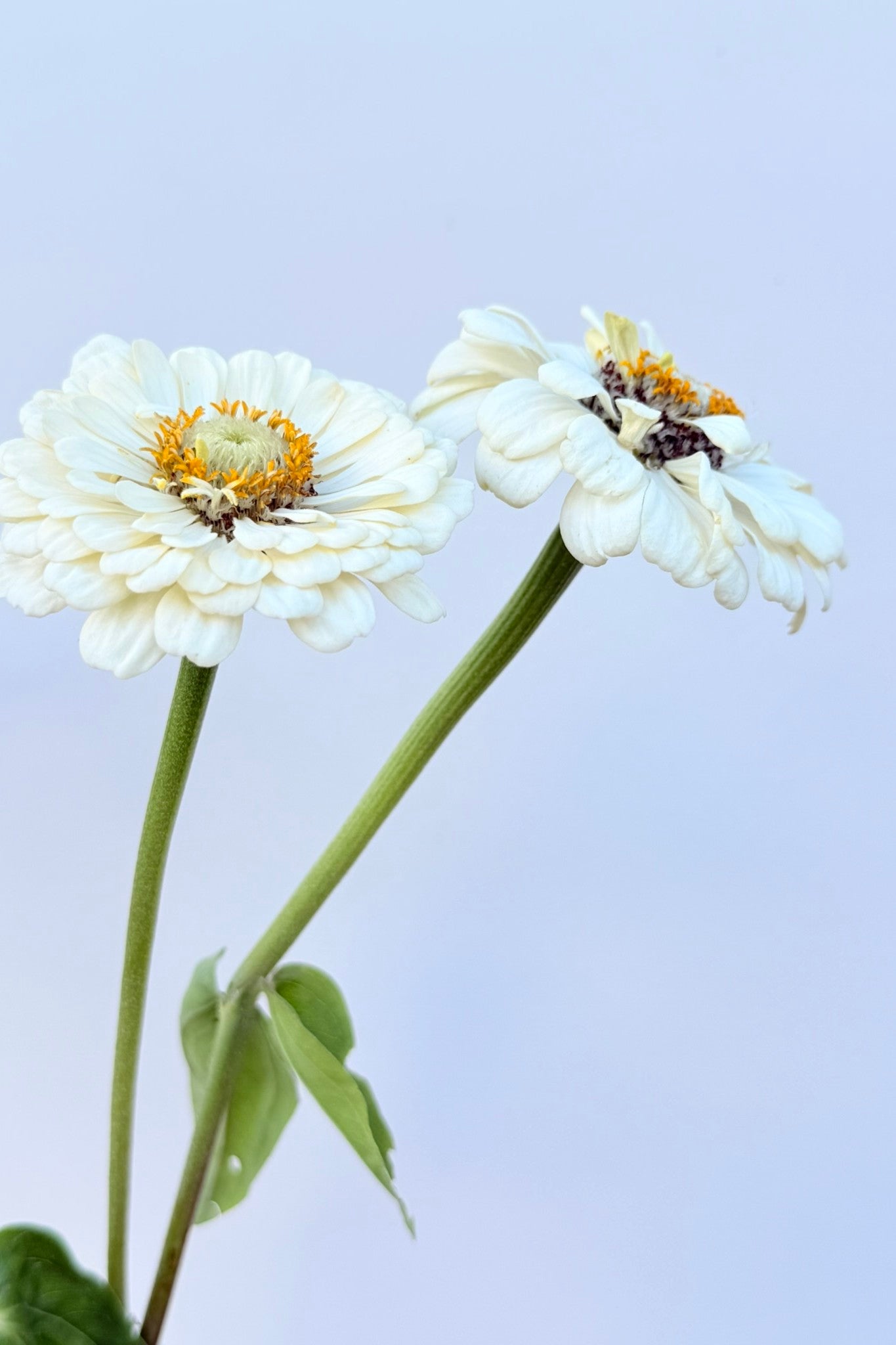 Frøkenhat 'Polar Bear'