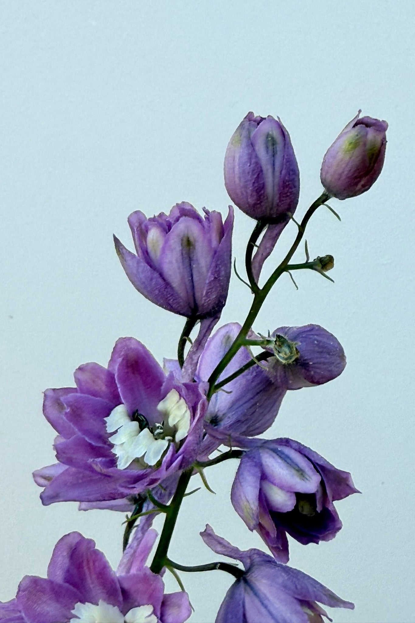 Ridderspore ‘Lilac Pink White Bee’