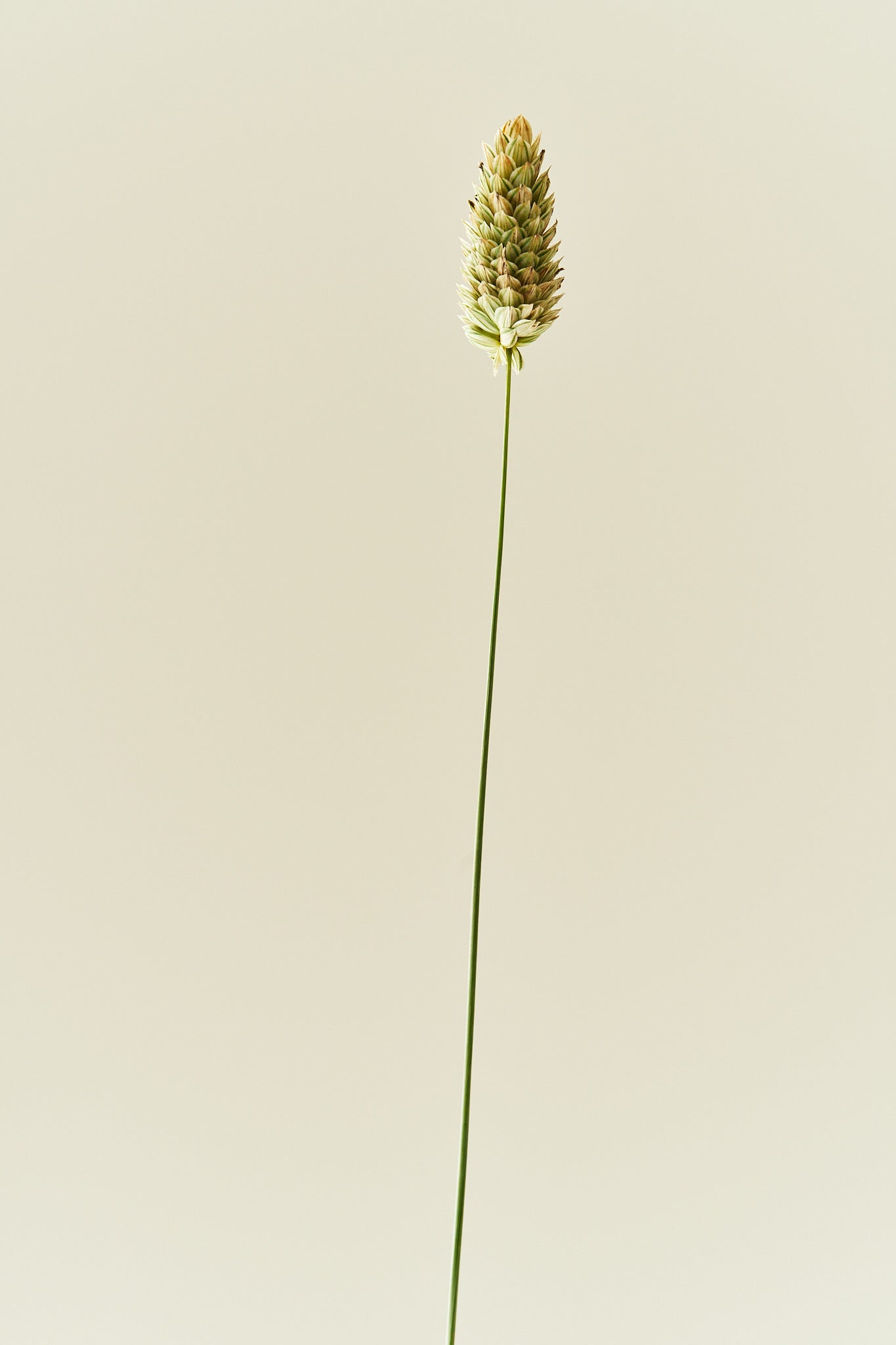 Kanariegræs - frø - 1-årige sommerblomster - til din skærehave her vist på billede 4 fra Frk. Grønt