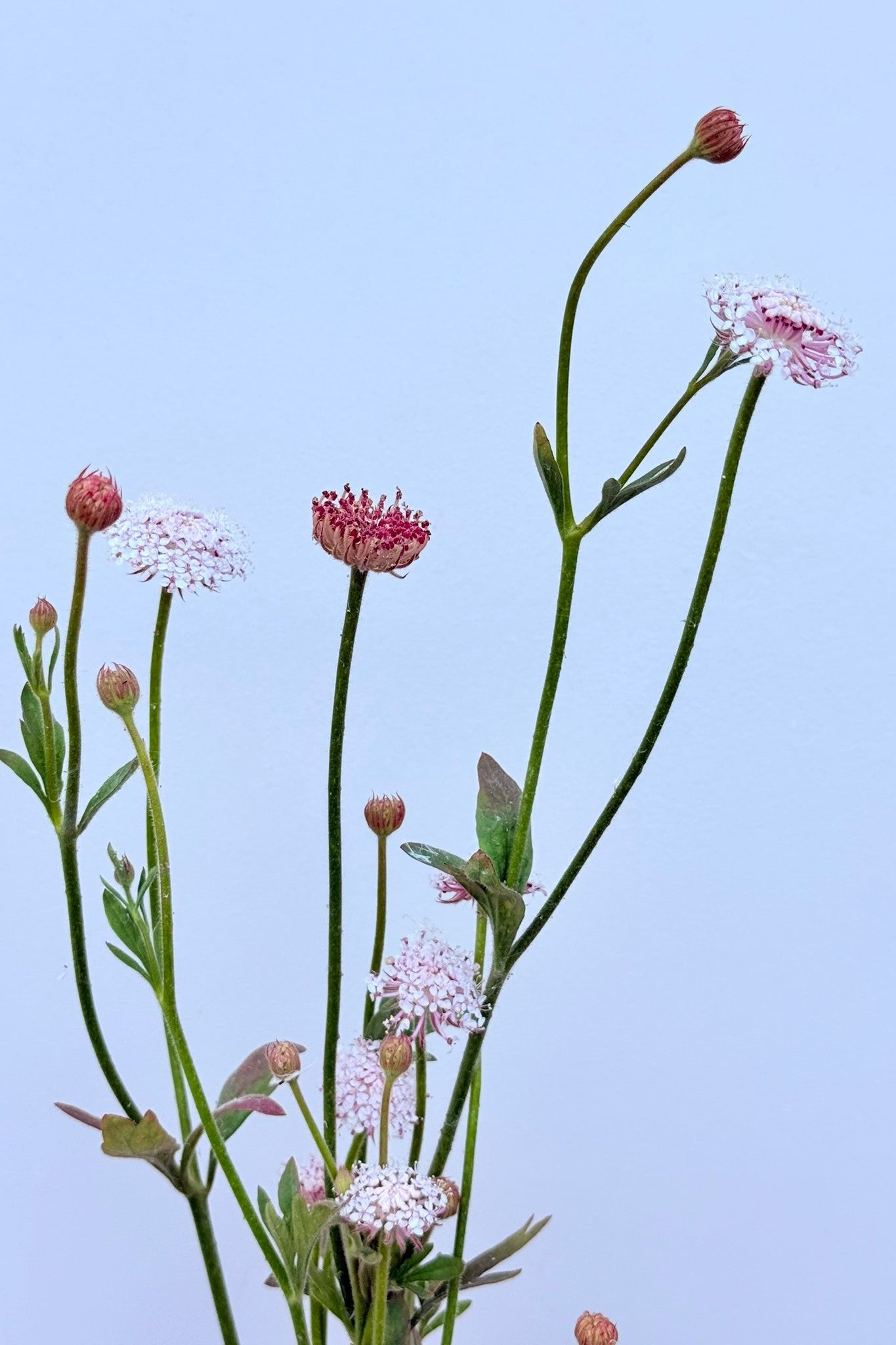 Kniplingeblomst 'LacePink' - frø - 1-årige sommerblomster - til din skærehave her vist på billede 8 fra Frk. Grønt