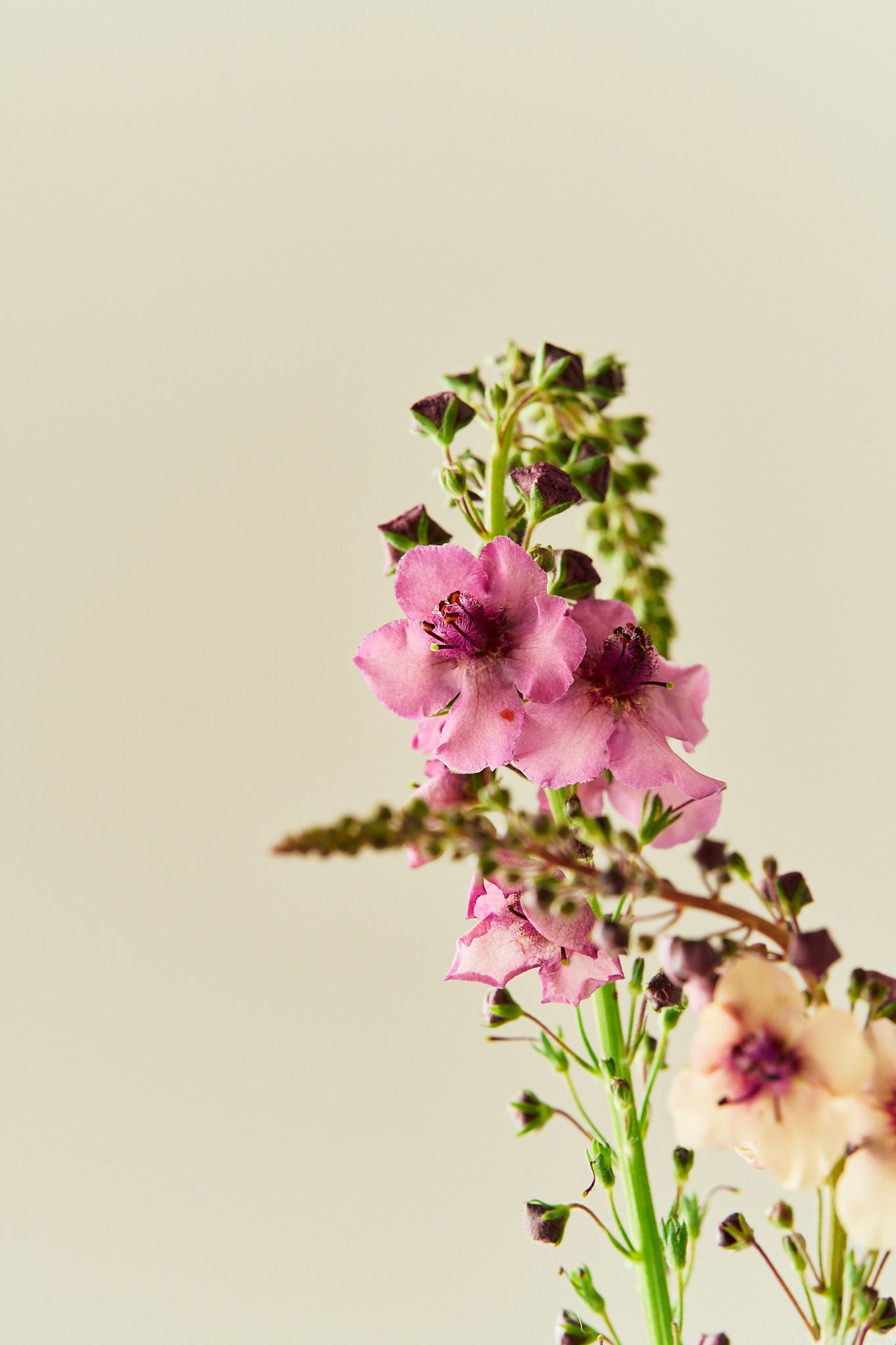 Kongelys 'Southern Charm' - frø - Stauder - til din skærehave her vist på billede 4 fra Frk. Grønt