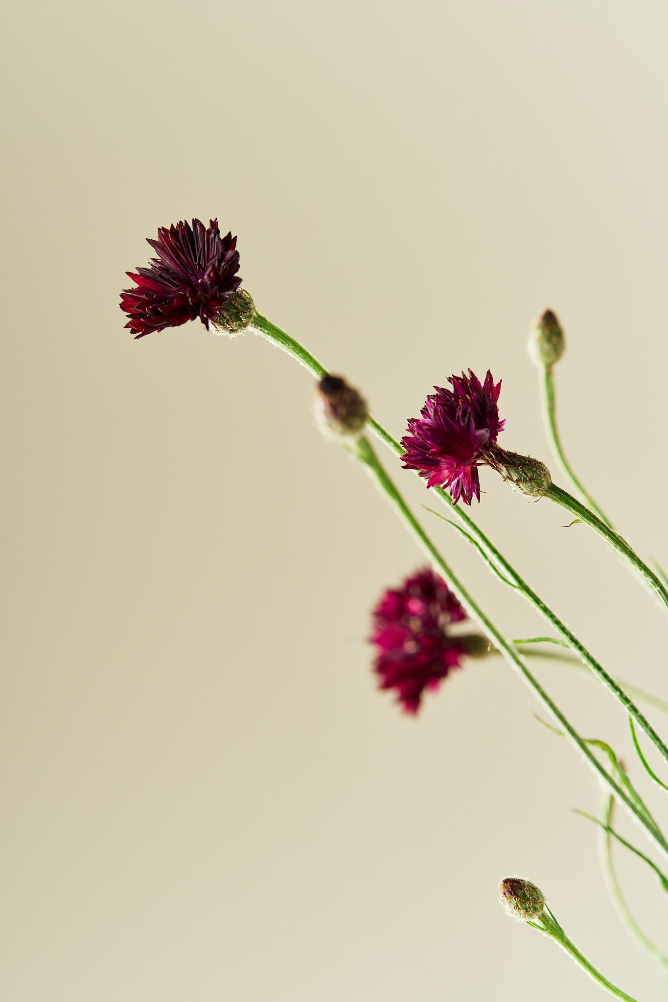 Kornblomst 'Black Ball' - frø - 1-årige sommerblomster - til din skærehave her vist på billede 4 fra Frk. Grønt