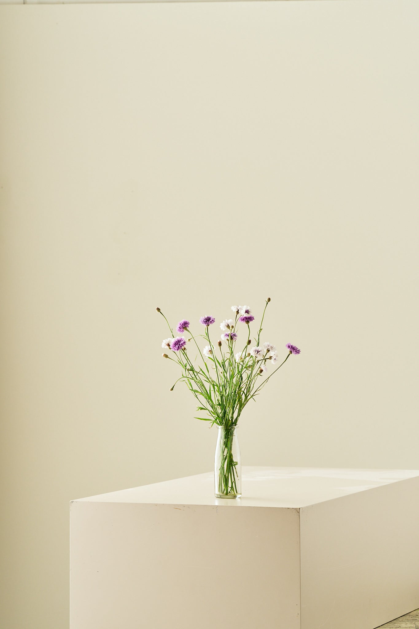 Kornblomst 'Classic Magic' - frø - 1-årige sommerblomster - til din skærehave her vist på billede 7 fra Frk. Grønt