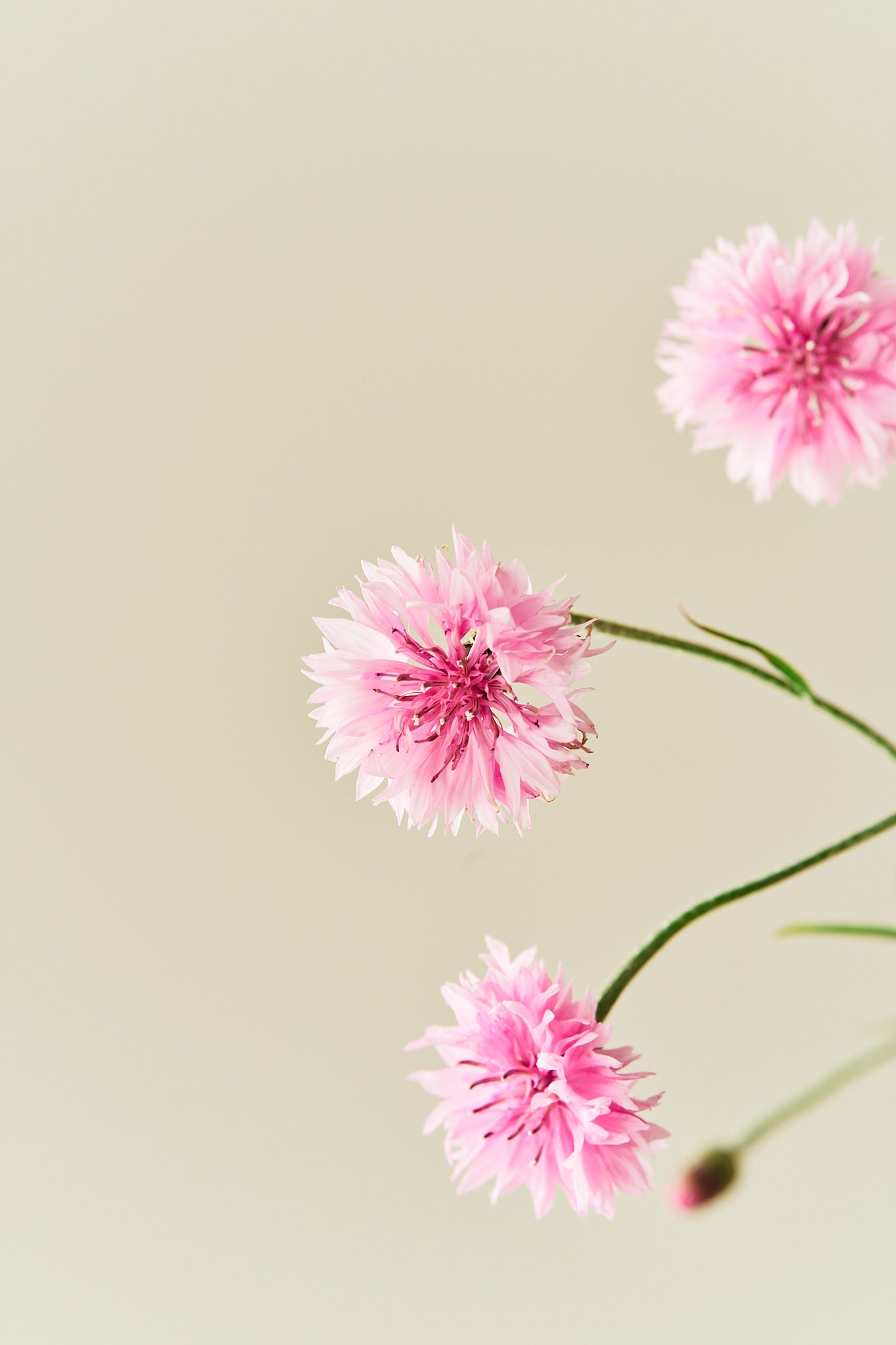 Kornblomst 'Pink Ball' - frø - 1-årige sommerblomster - til din skærehave her vist på billede 6 fra Frk. Grønt