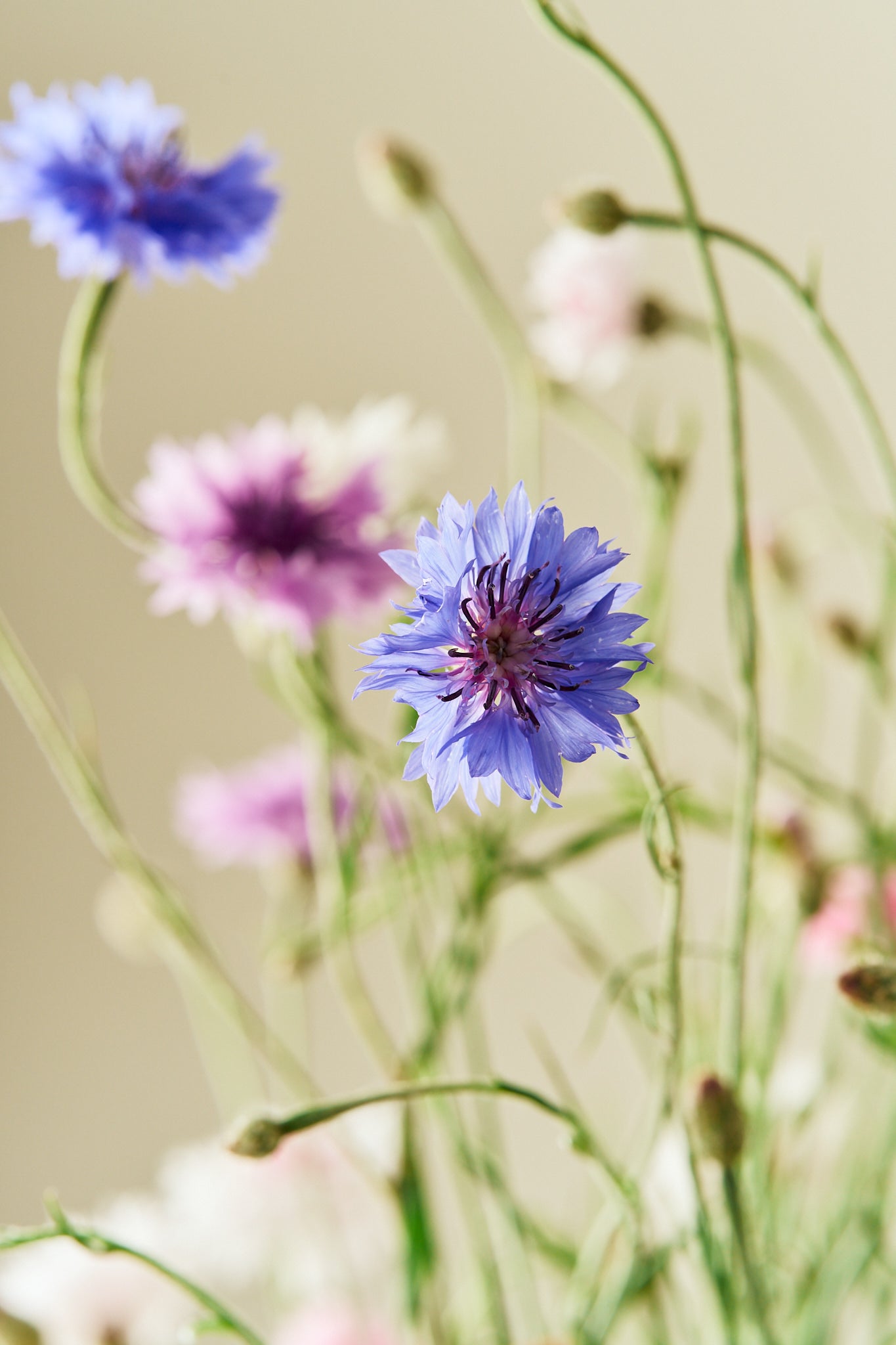 Kornblomst 'Tall Double Frosty Mix' - frø - 1-årige sommerblomster - til din skærehave her vist på billede 9 fra Frk. Grønt