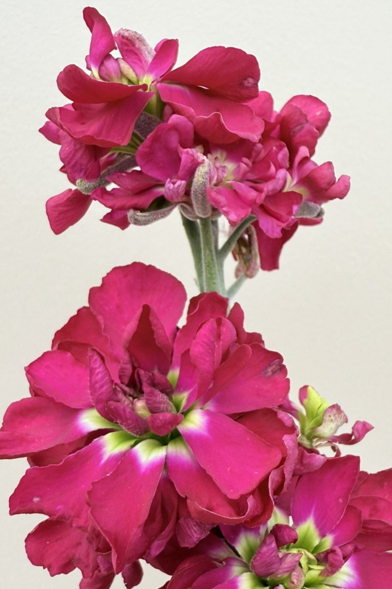 Levkøj 'Anytime Red' - frø - 1-årige sommerblomster - til din skærehave her vist på billede 4 fra Frk. Grønt