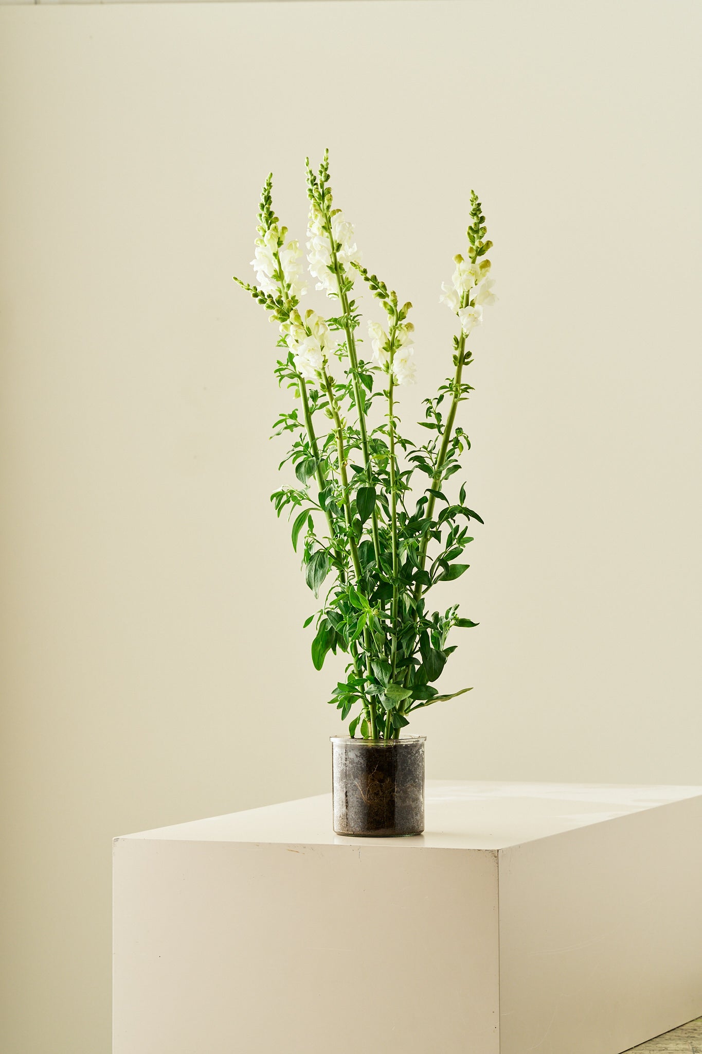 Løvemund 'Potomac Ivory White' - frø - 1-årige sommerblomster - til din skærehave her vist på billede 7 fra Frk. Grønt