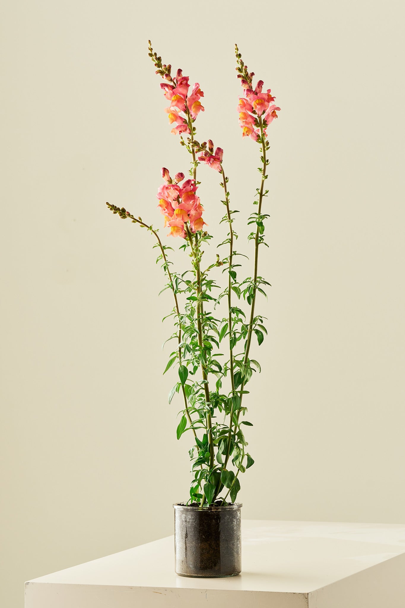 Løvemund 'Potomac Orange' - frø - 1-årige sommerblomster - til din skærehave her vist på billede 5 fra Frk. Grønt