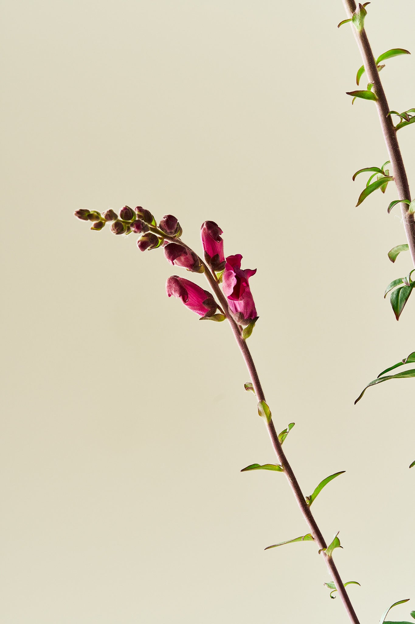 Løvemund 'Potomac Royal' - frø - 1-årige sommerblomster - til din skærehave her vist på billede 6 fra Frk. Grønt