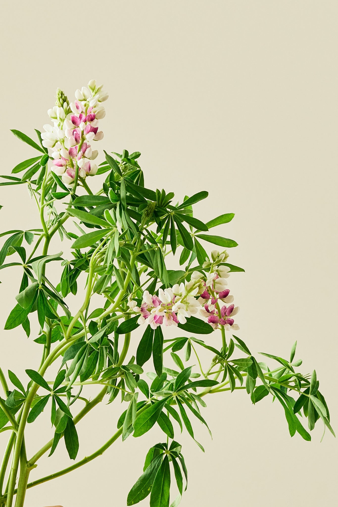 Lupin 'Pink Fairy' - frø - 1-årige sommerblomster - til din skærehave her vist på billede 7 fra Frk. Grønt