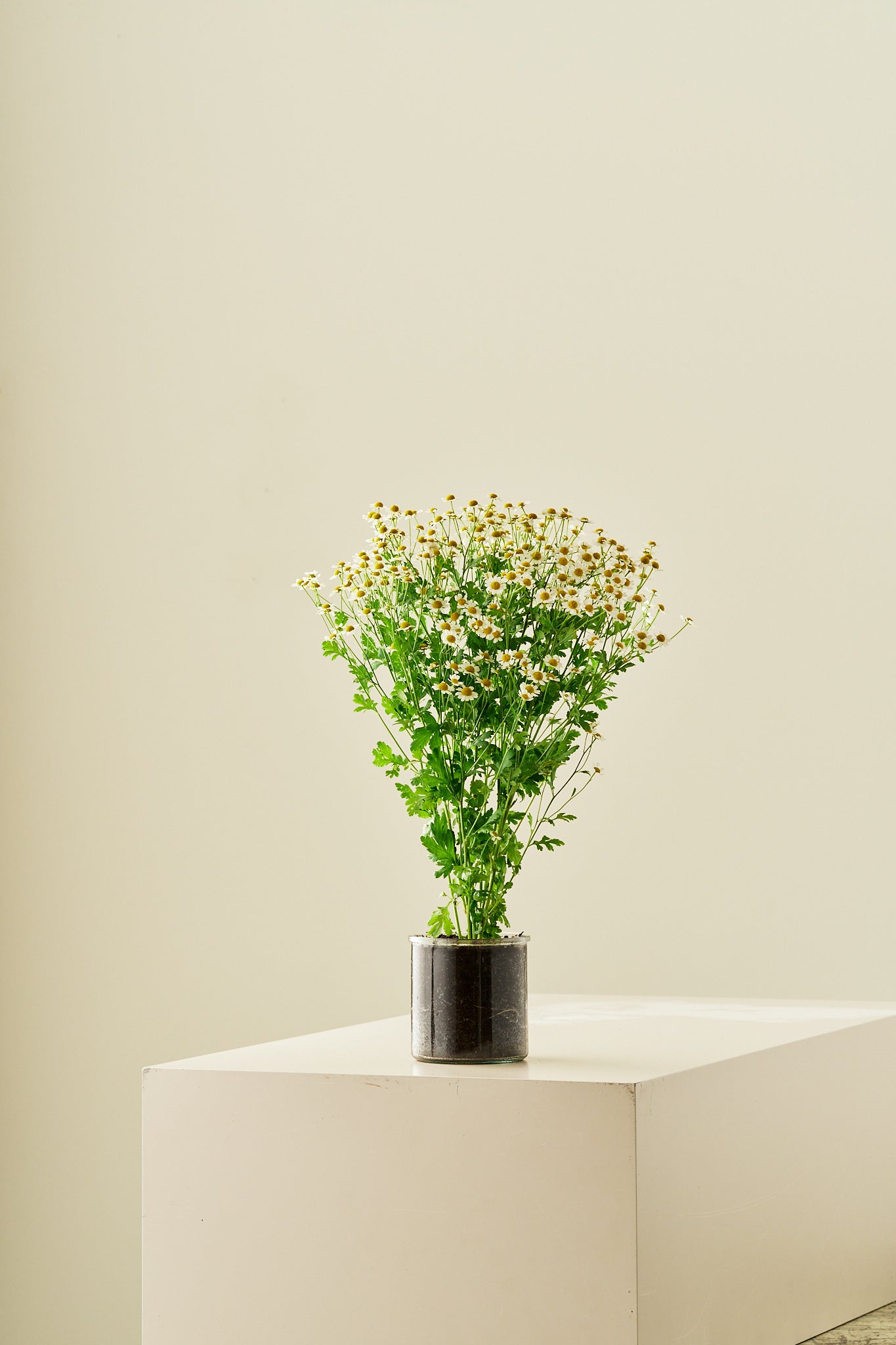 Matrem - frø - Stauder - til din skærehave her vist på billede 8 fra Frk. Grønt