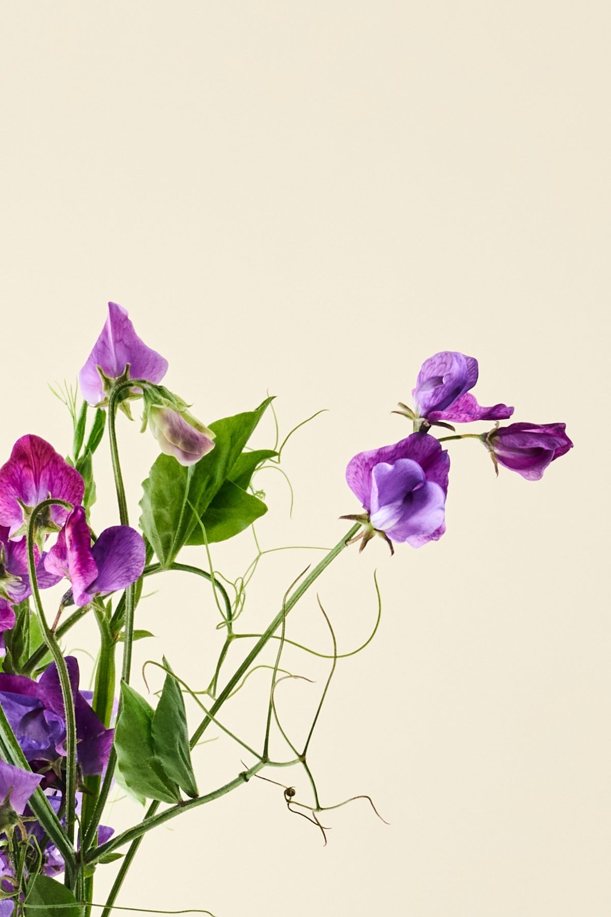 Ærteblomst 'Blue Reflections' - frø