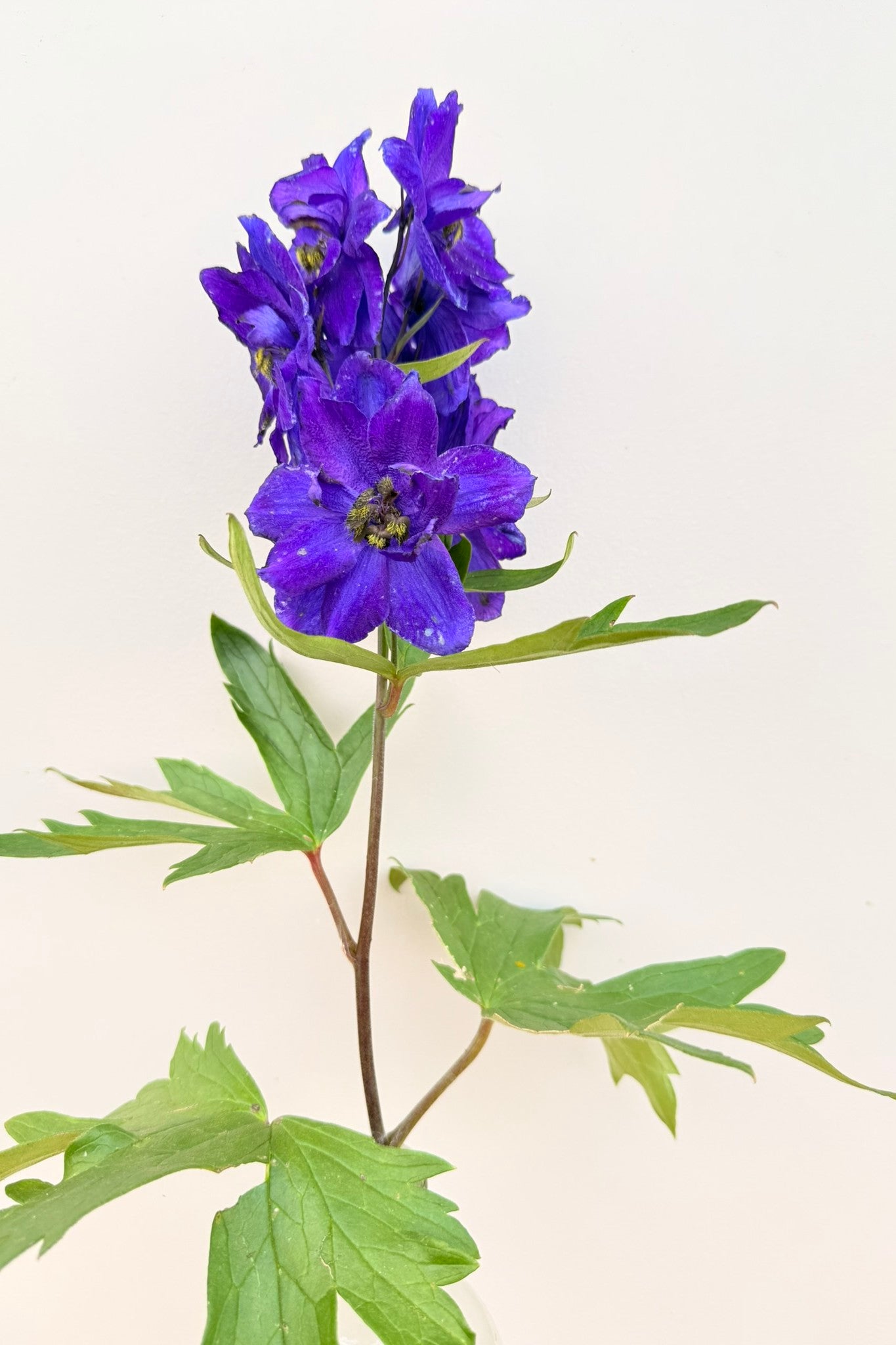 Ridderspore 'Magic Fountains Mix' - frø - Stauder - til din skærehave her vist på billede 9 fra Frk. Grønt