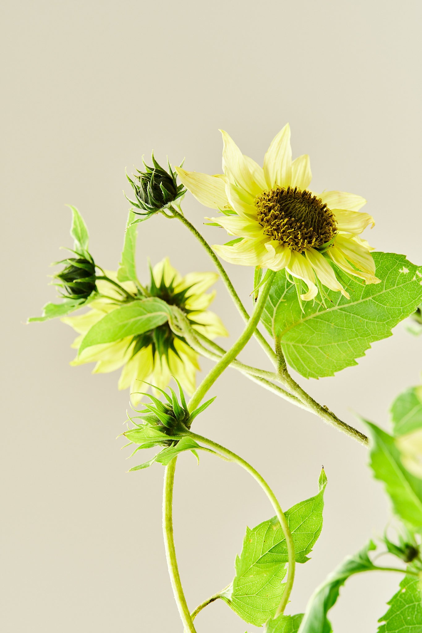 Solsikke 'Italien Green Heart' - frø - 1-årige sommerblomster - til din skærehave her vist på billede 10 fra Frk. Grønt
