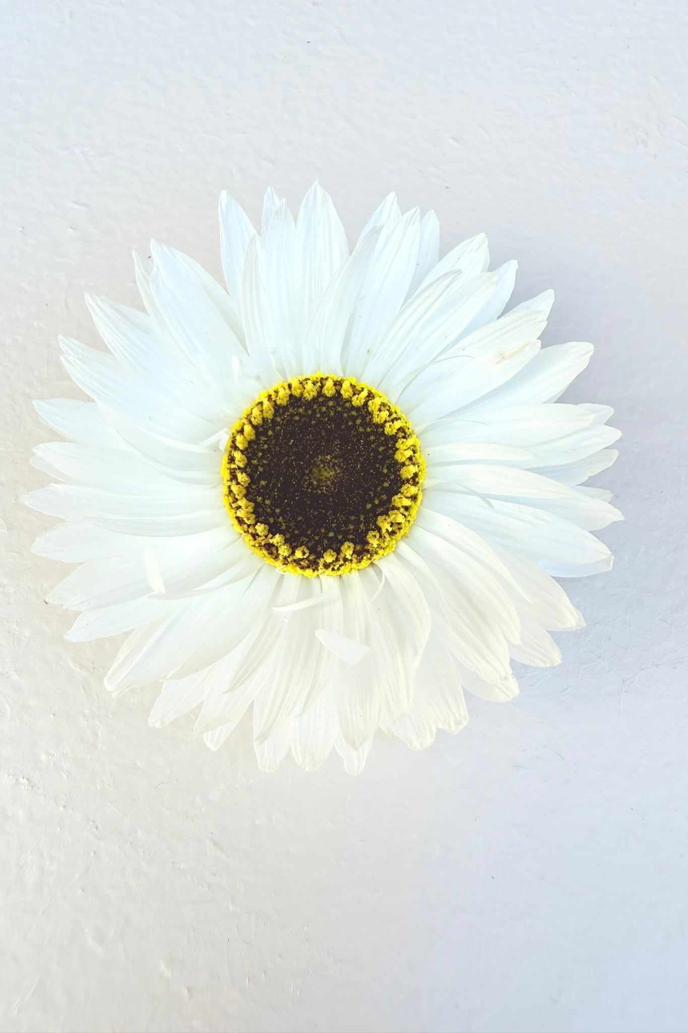 Solvinge 'White' - frø - 1-årige sommerblomster - til din skærehave her vist på billede 6 fra Frk. Grønt