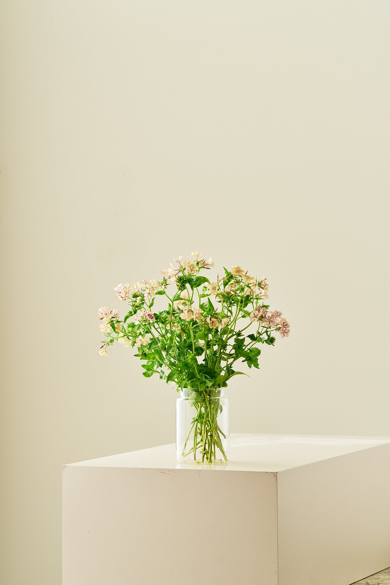 Sommerfloks 'Creme Brulee' - frø - 1-årige sommerblomster - til din skærehave her vist på billede 13 fra Frk. Grønt