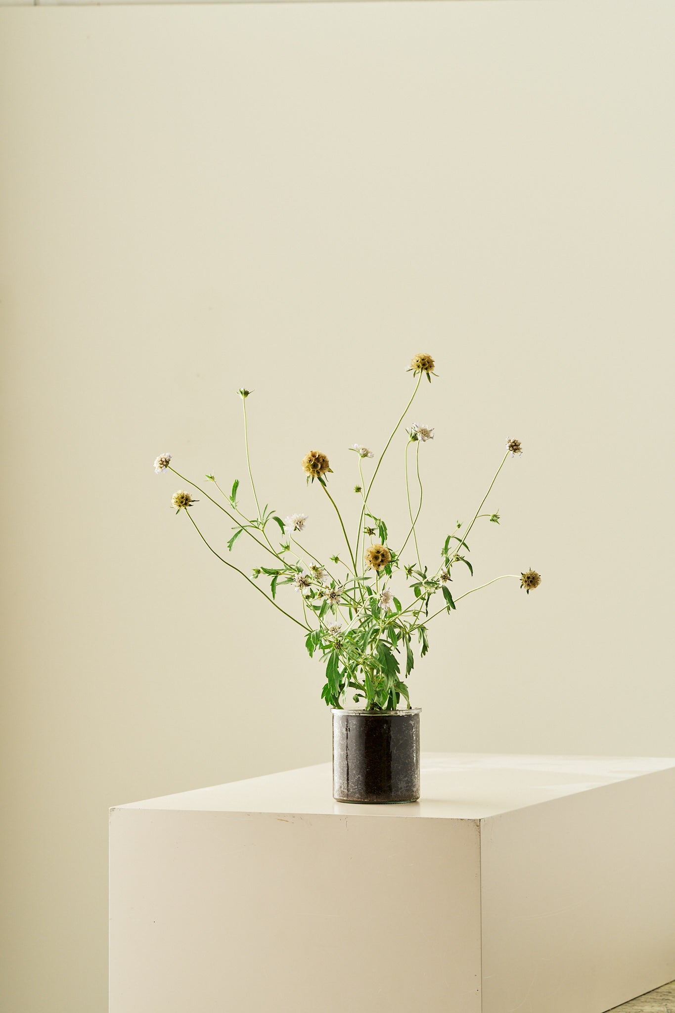 Stjerneskabiose 'Drumstick' - frø - 1-årige sommerblomster - til din skærehave her vist på billede 6 fra Frk. Grønt